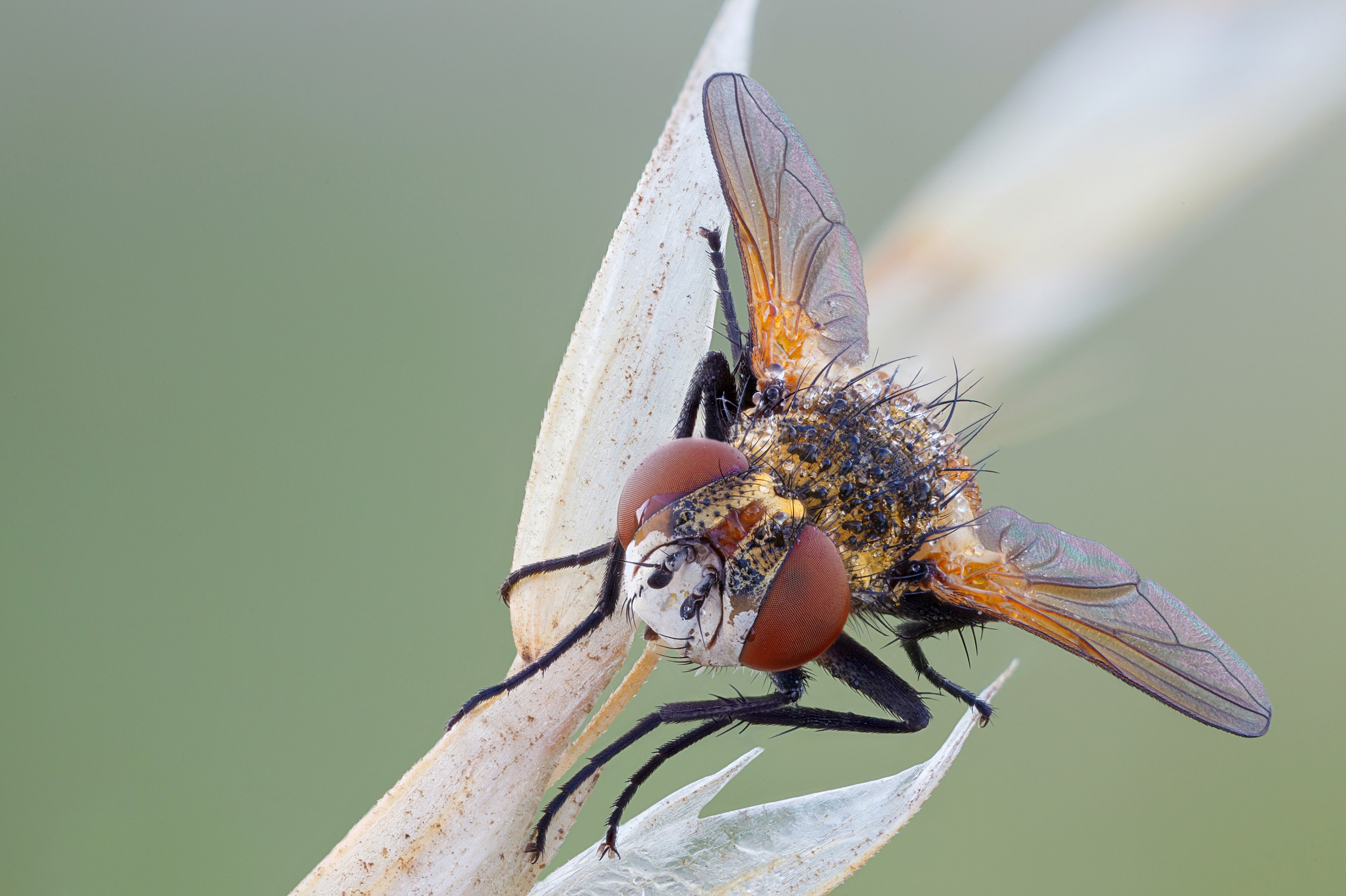 Ectophasia fly
