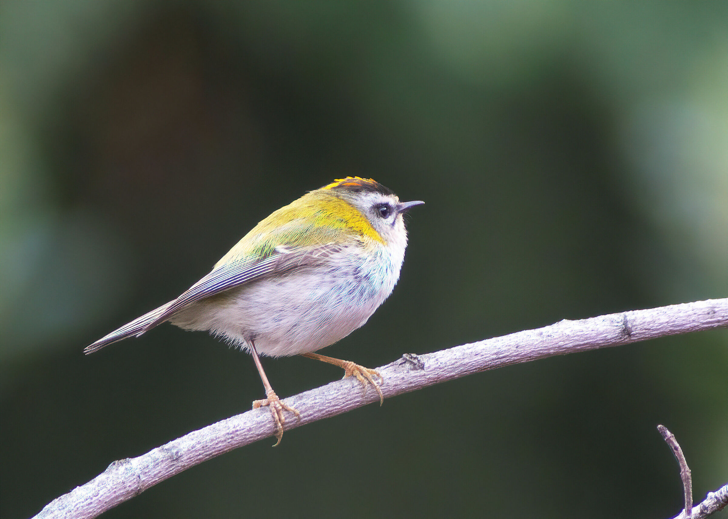 O Fiorrancino 'nnamurato