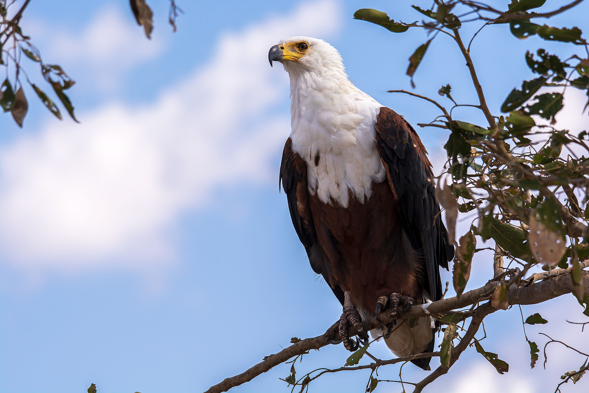 Fish Eagle, New1000