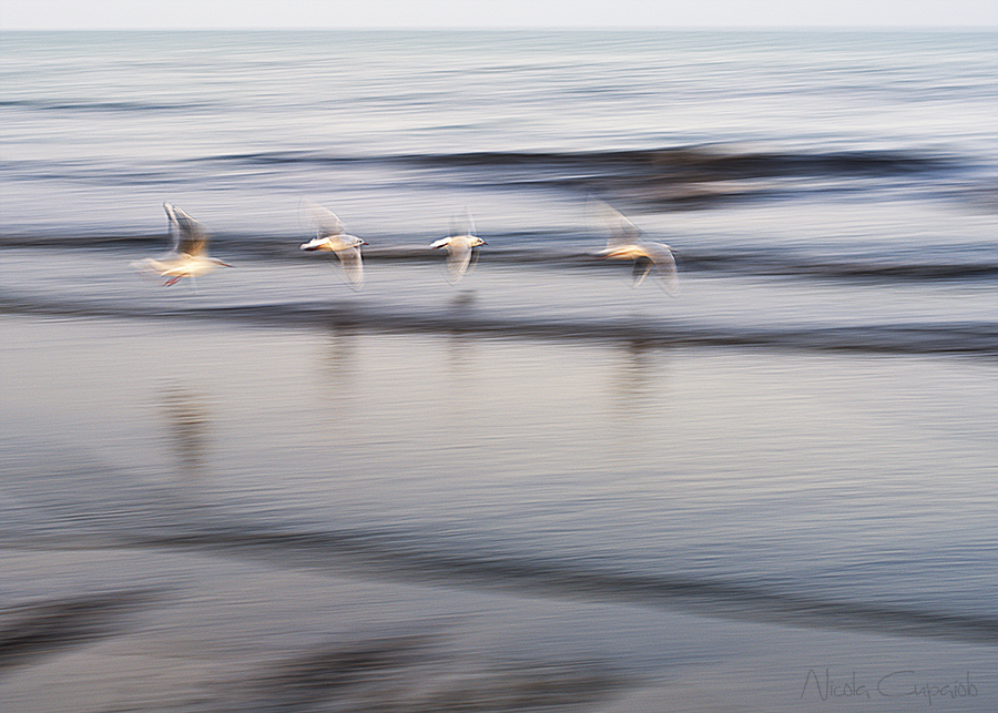 Gulls in flight ...