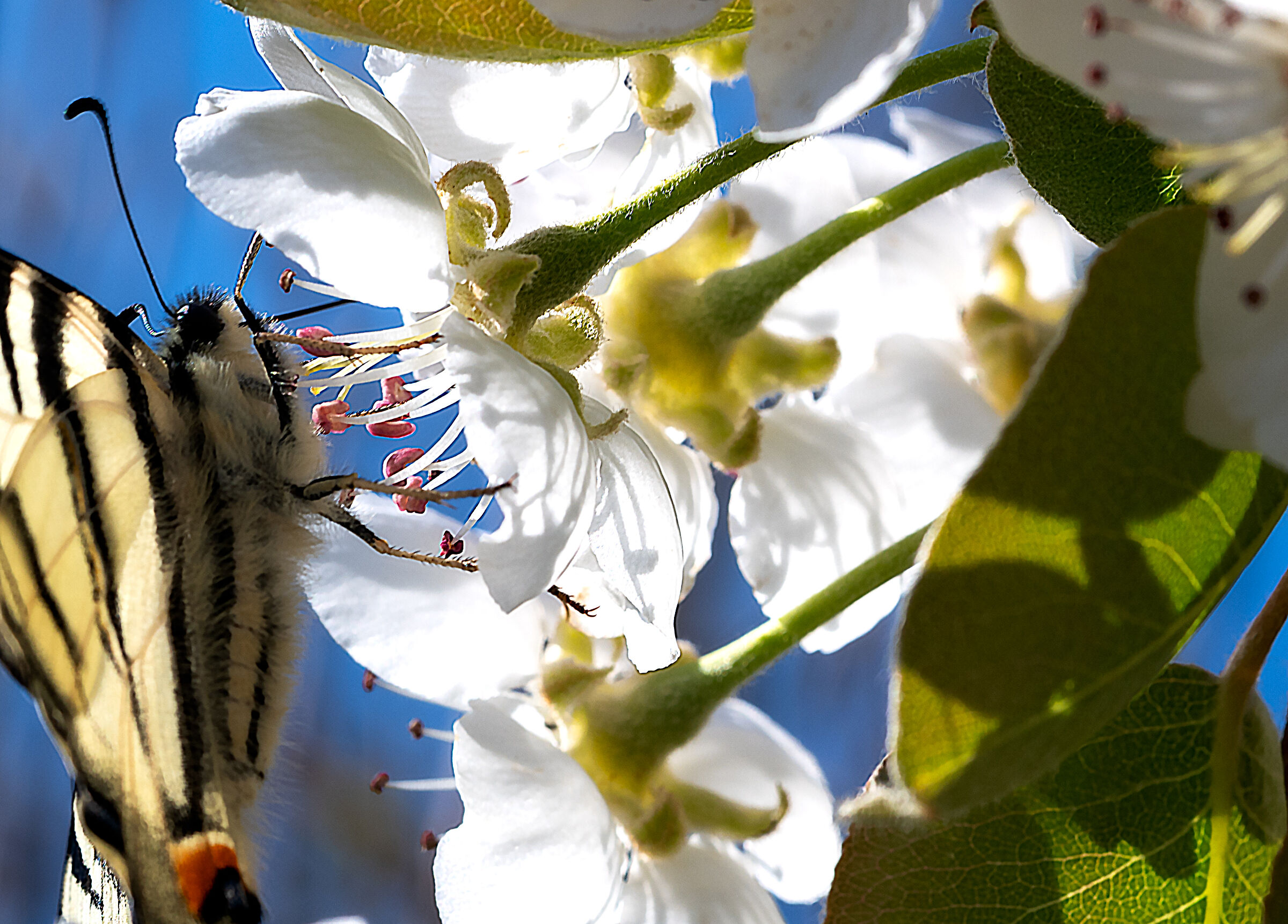 Papilio machaon