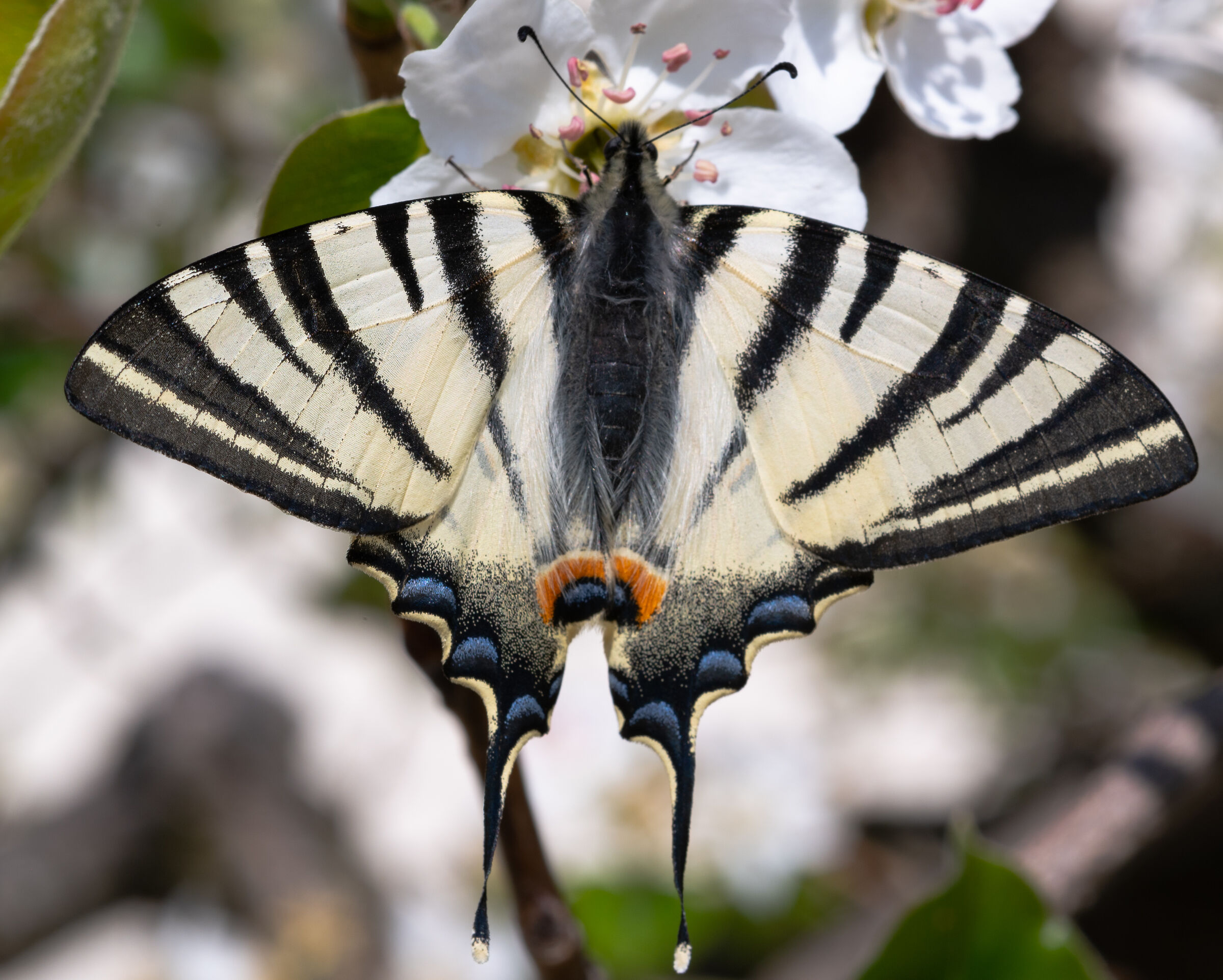 Papilio machaon