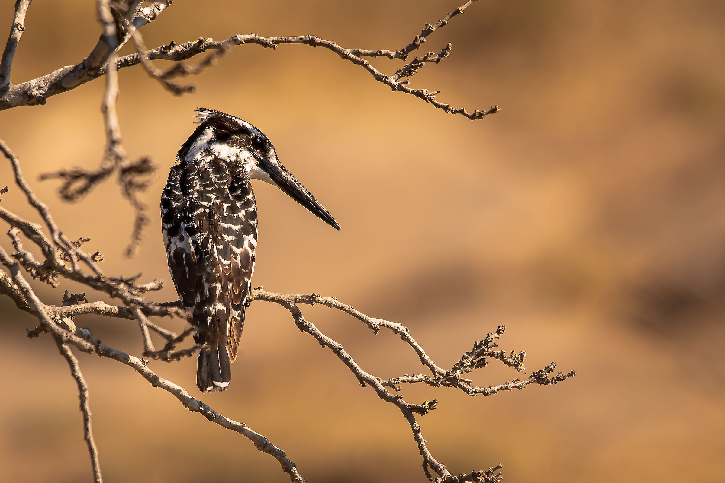 black and white Kingfisher