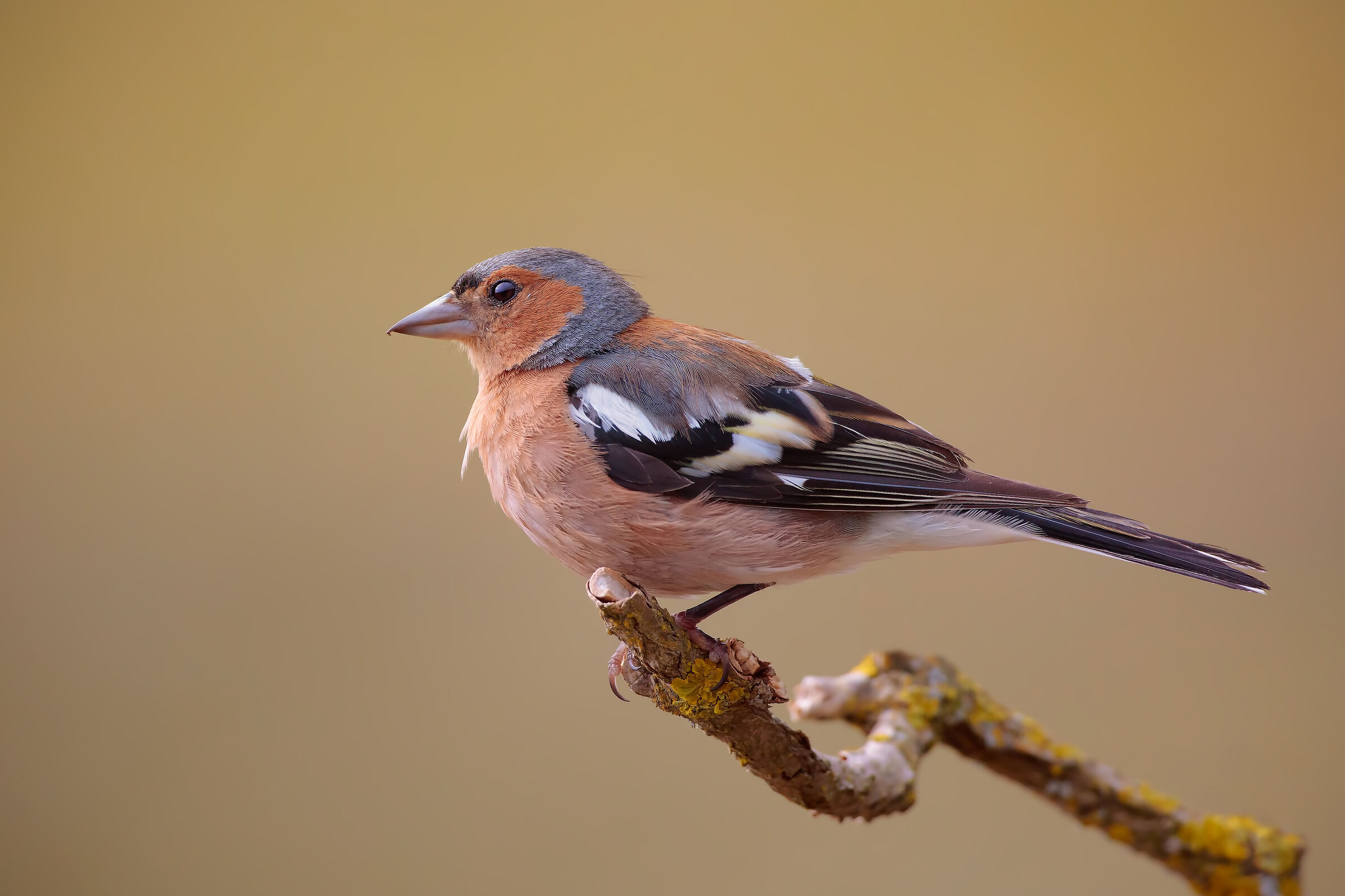 Fringuello - Estate 2018