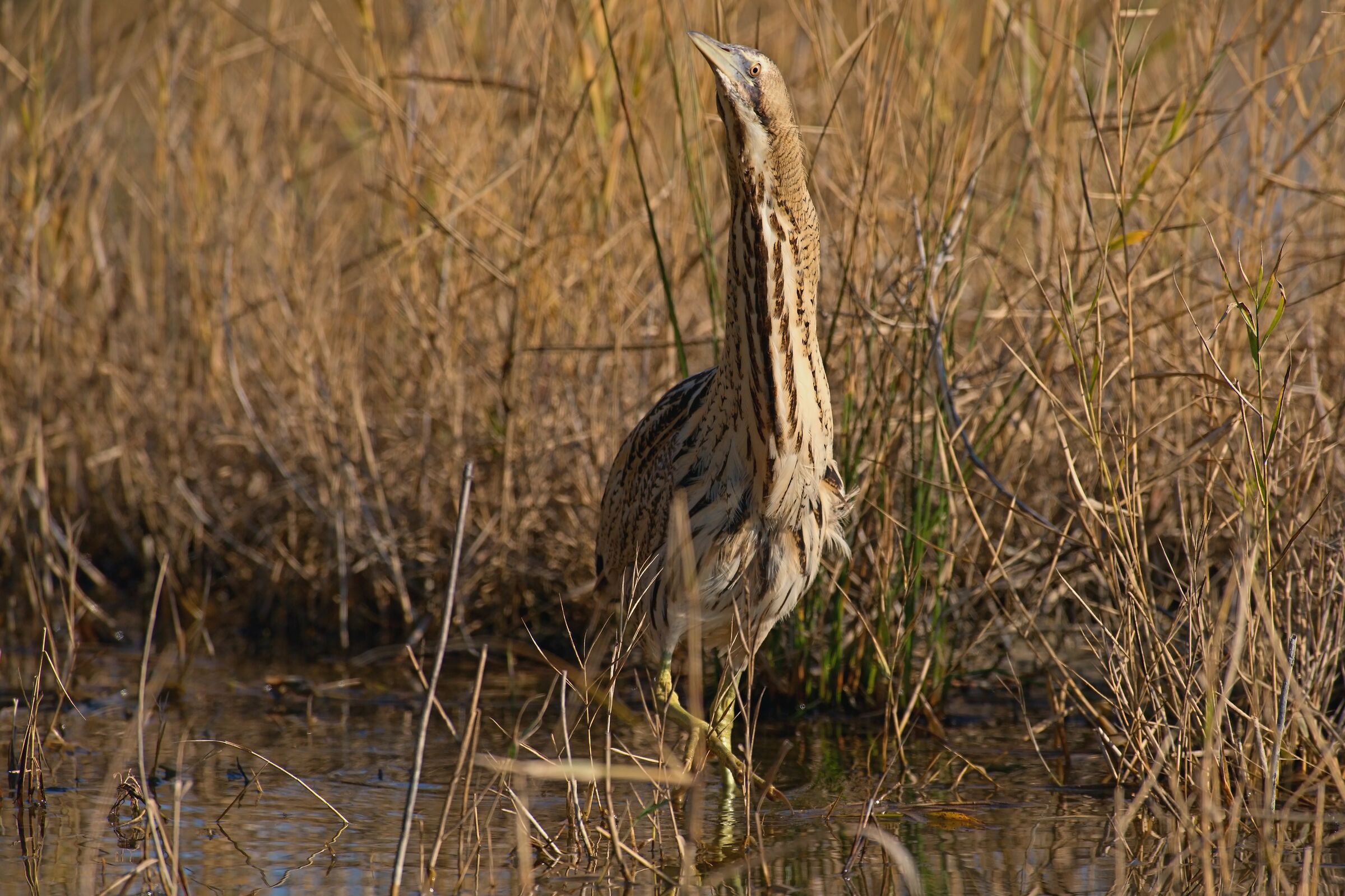 Bittern