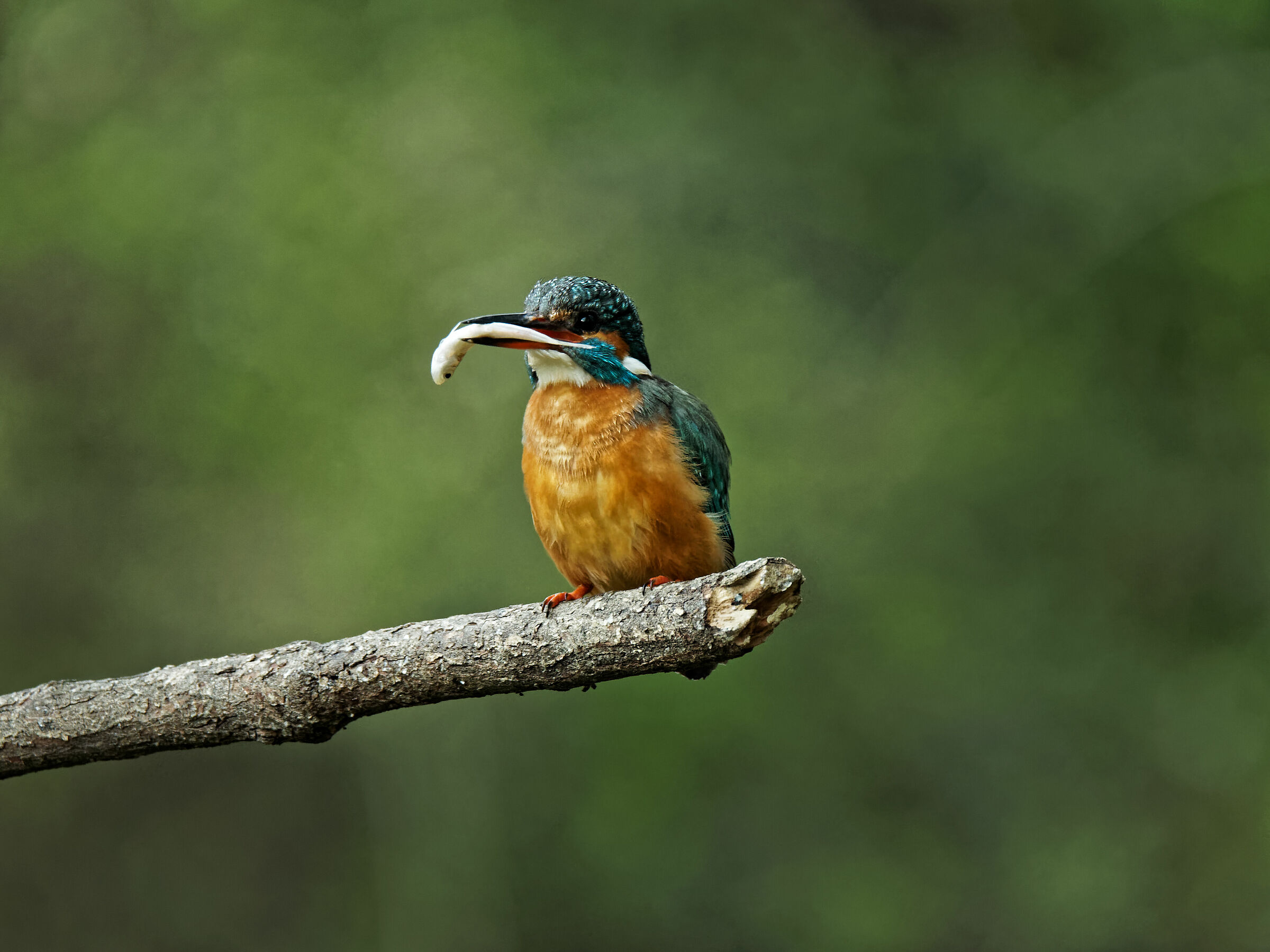 Martin pescatore .... con pescato :-)
