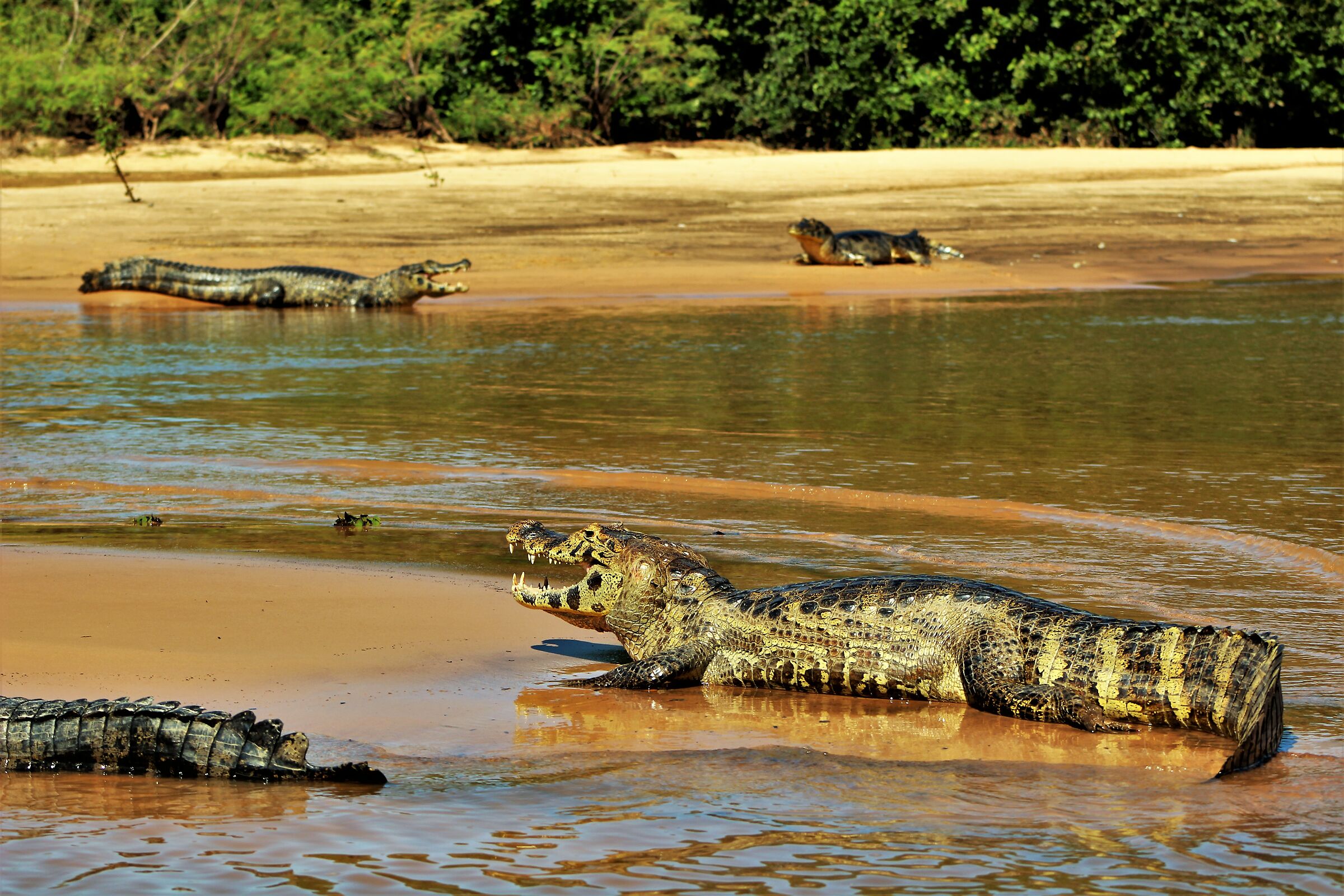 You want to swim with us?