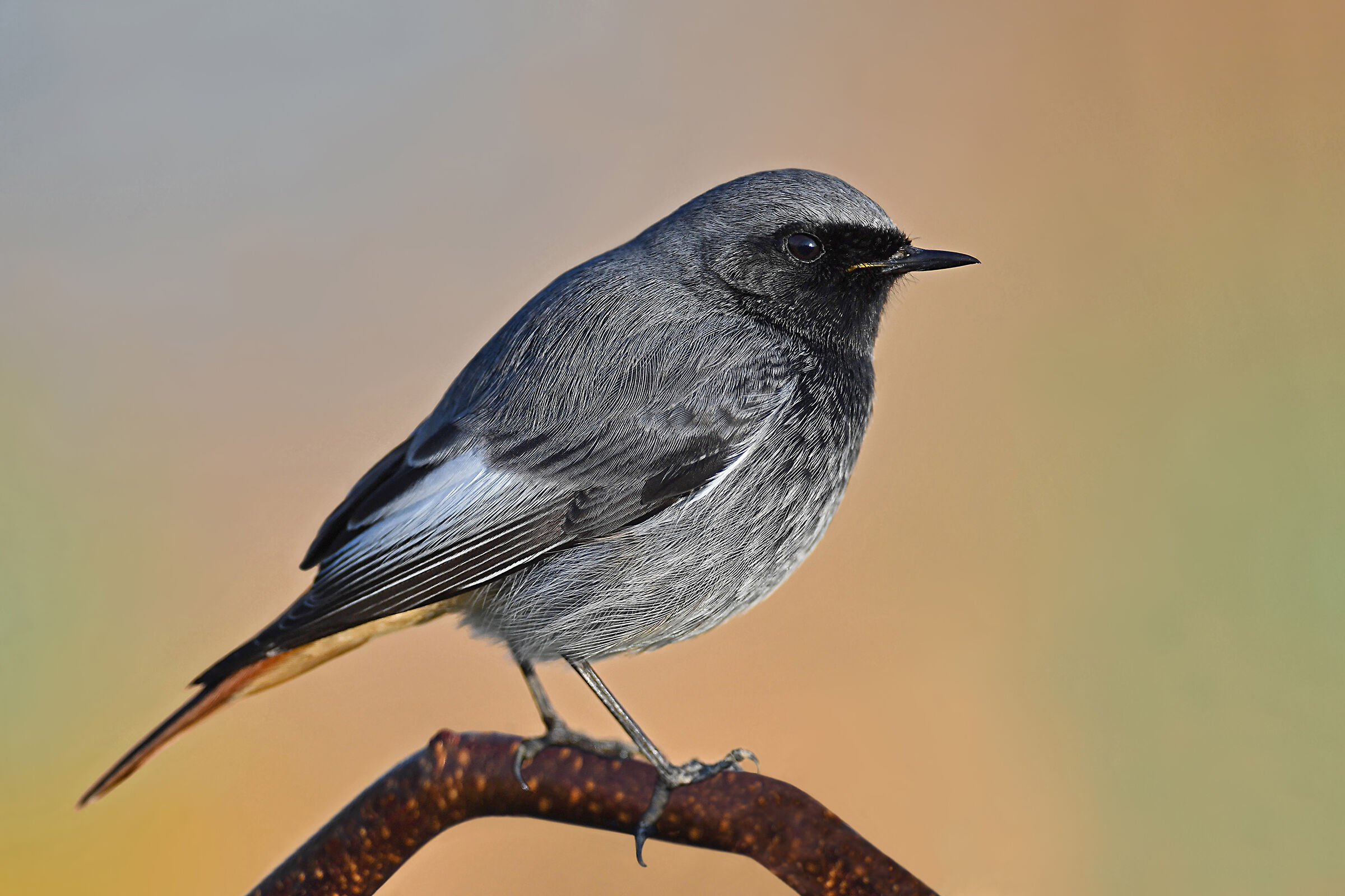 Storie di piume  6  (Codirosso Spazzacamino)