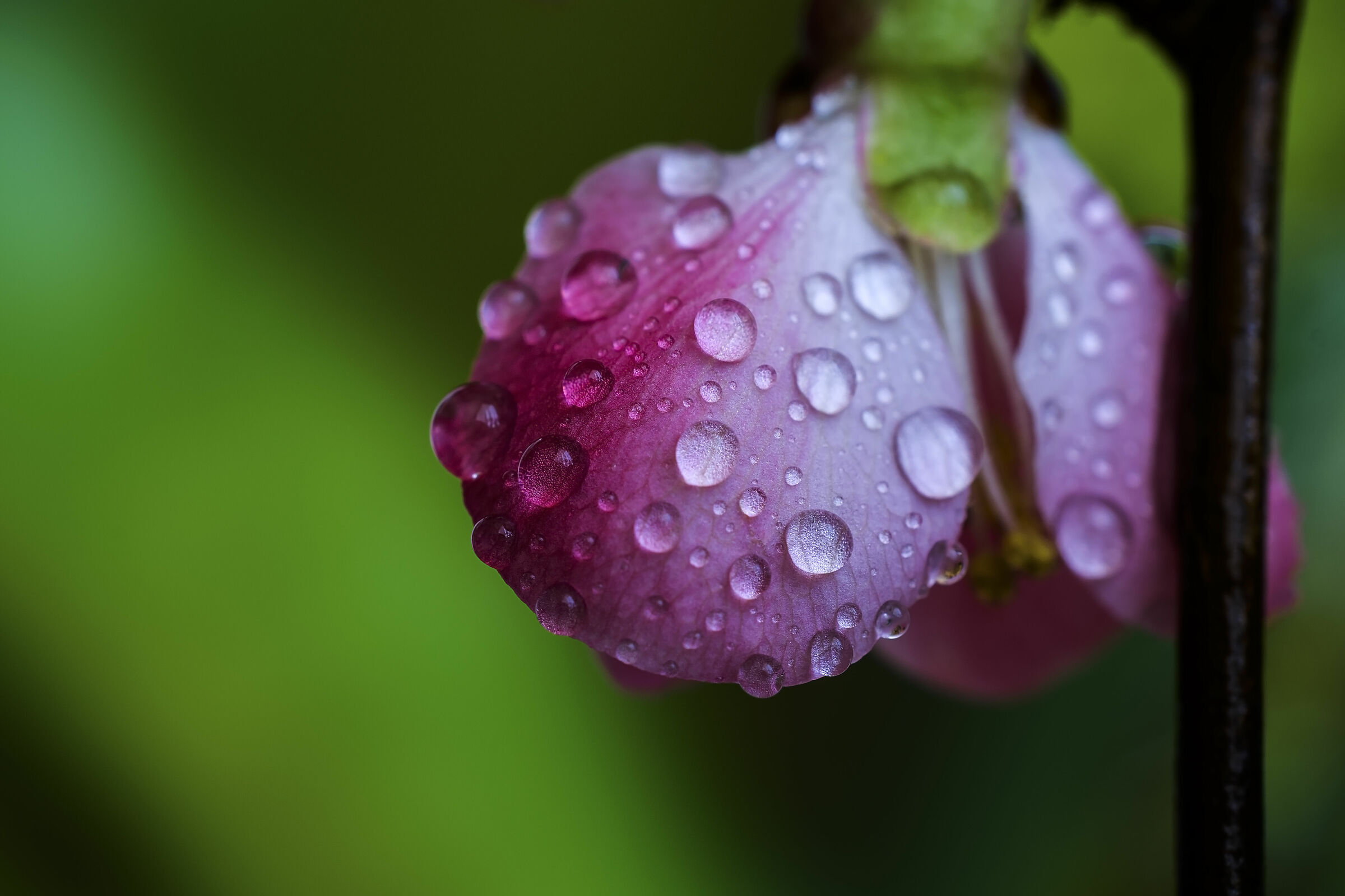 Le bellezze di un mondo chiuso 1.