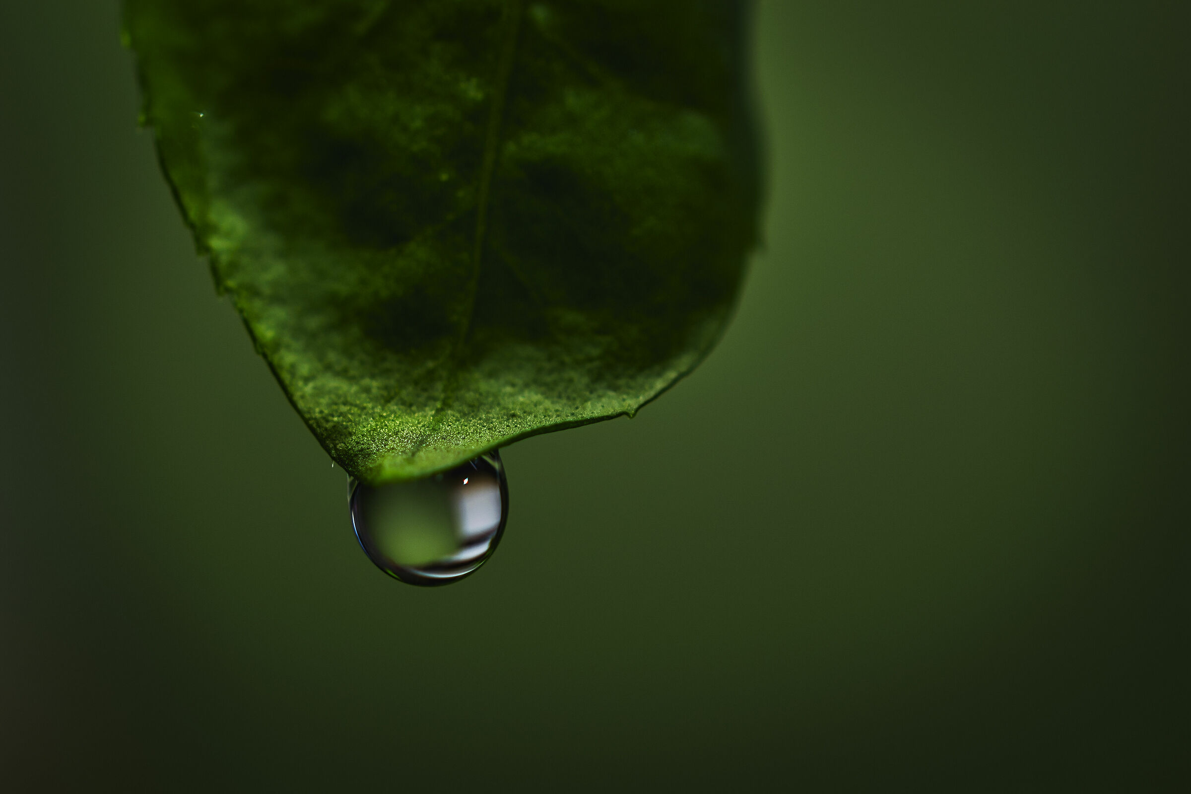 Simple image. The beauties of a closed world 4.