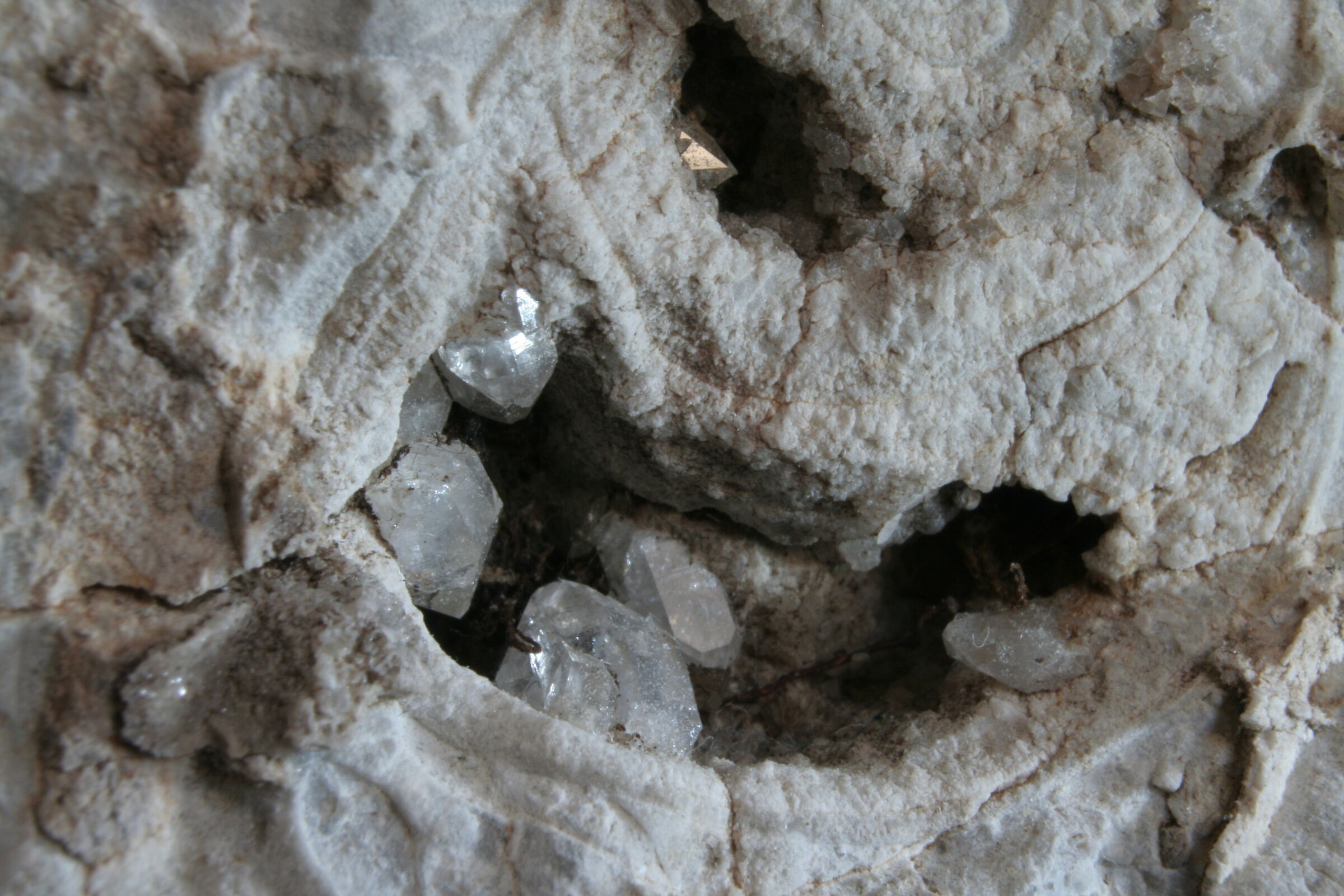 Cristalli di sale (?) in microfossile (1,5cm il foro)