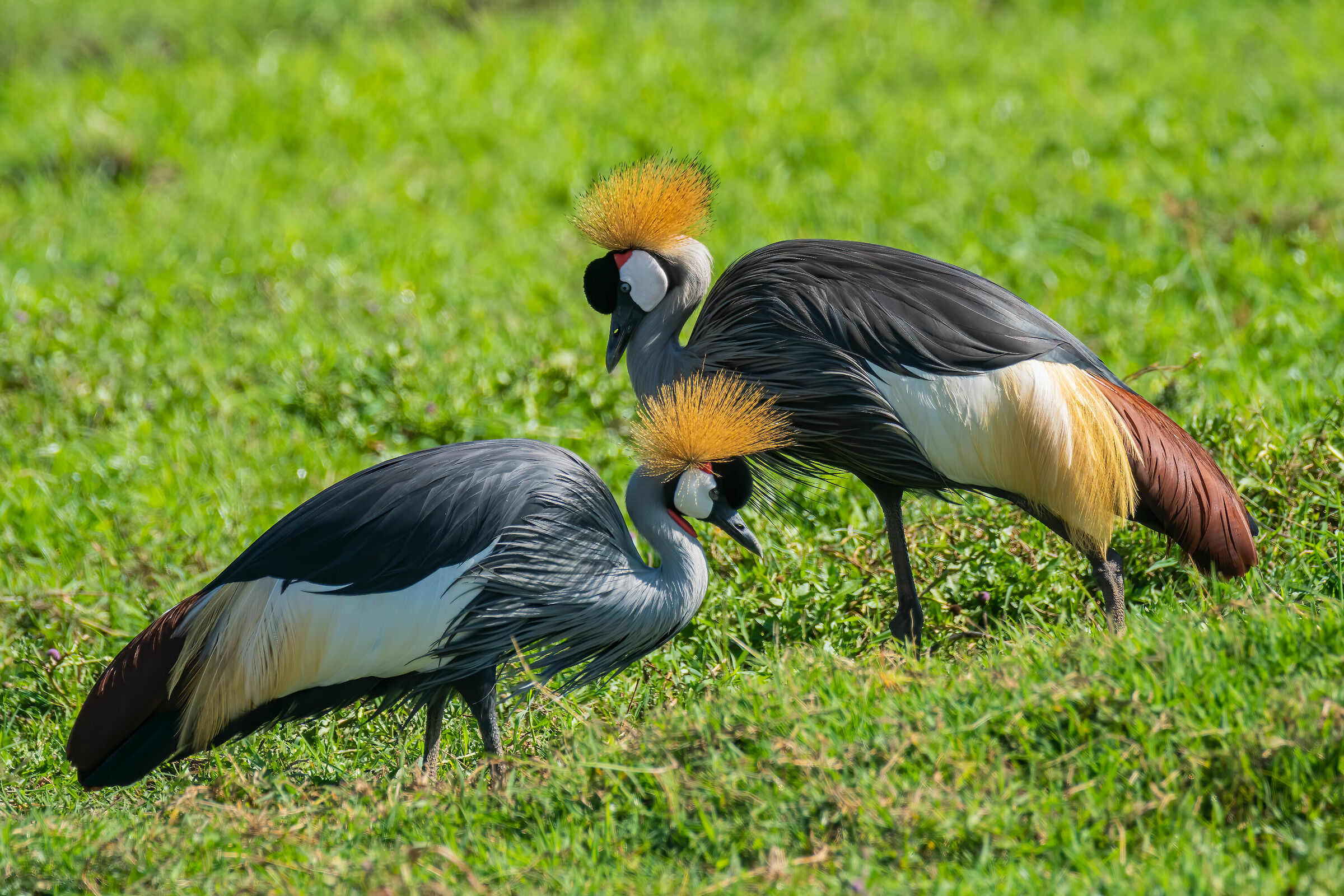 Kenya Crown Cranes 2018
