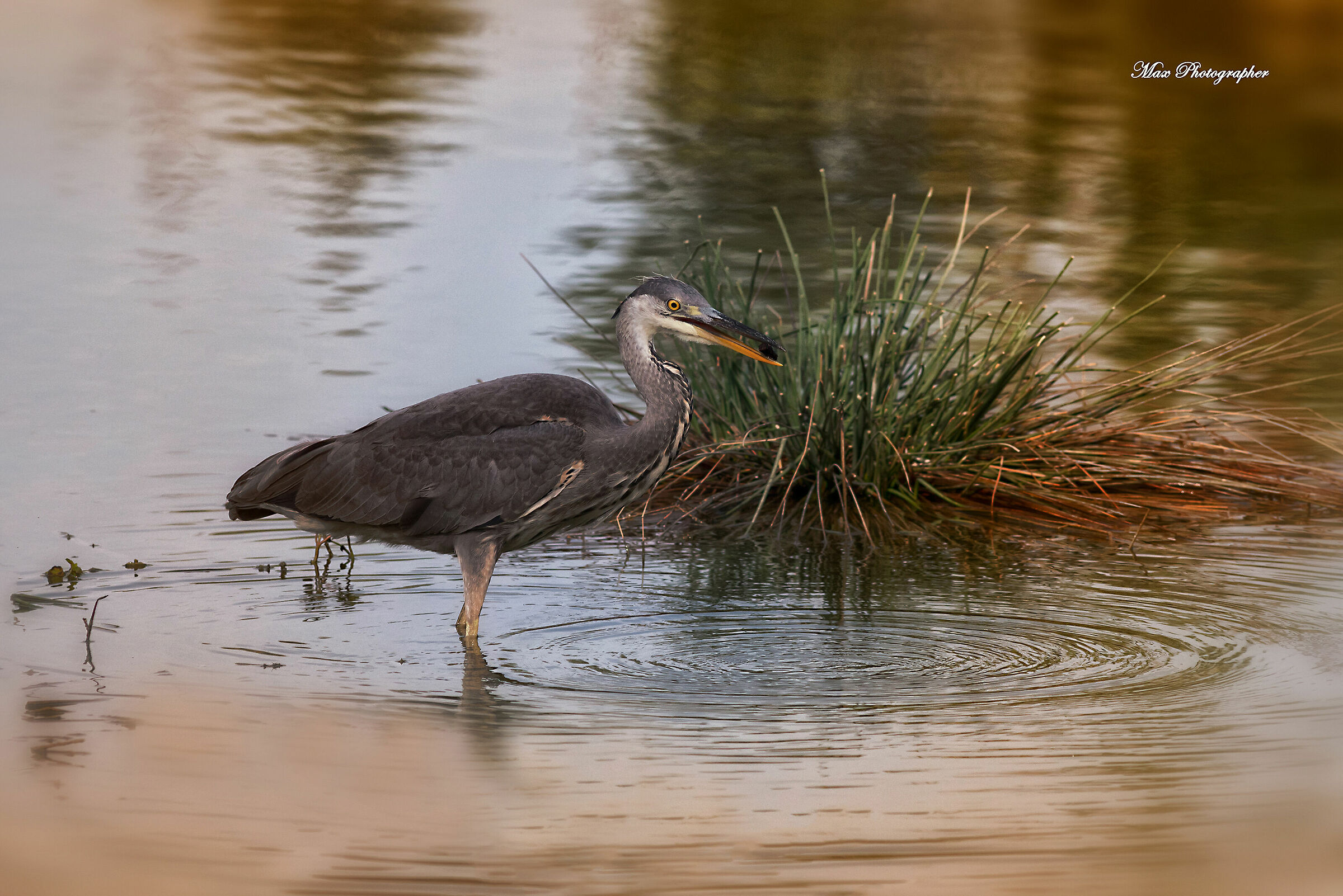 Gray Heron - Ardea cinerea