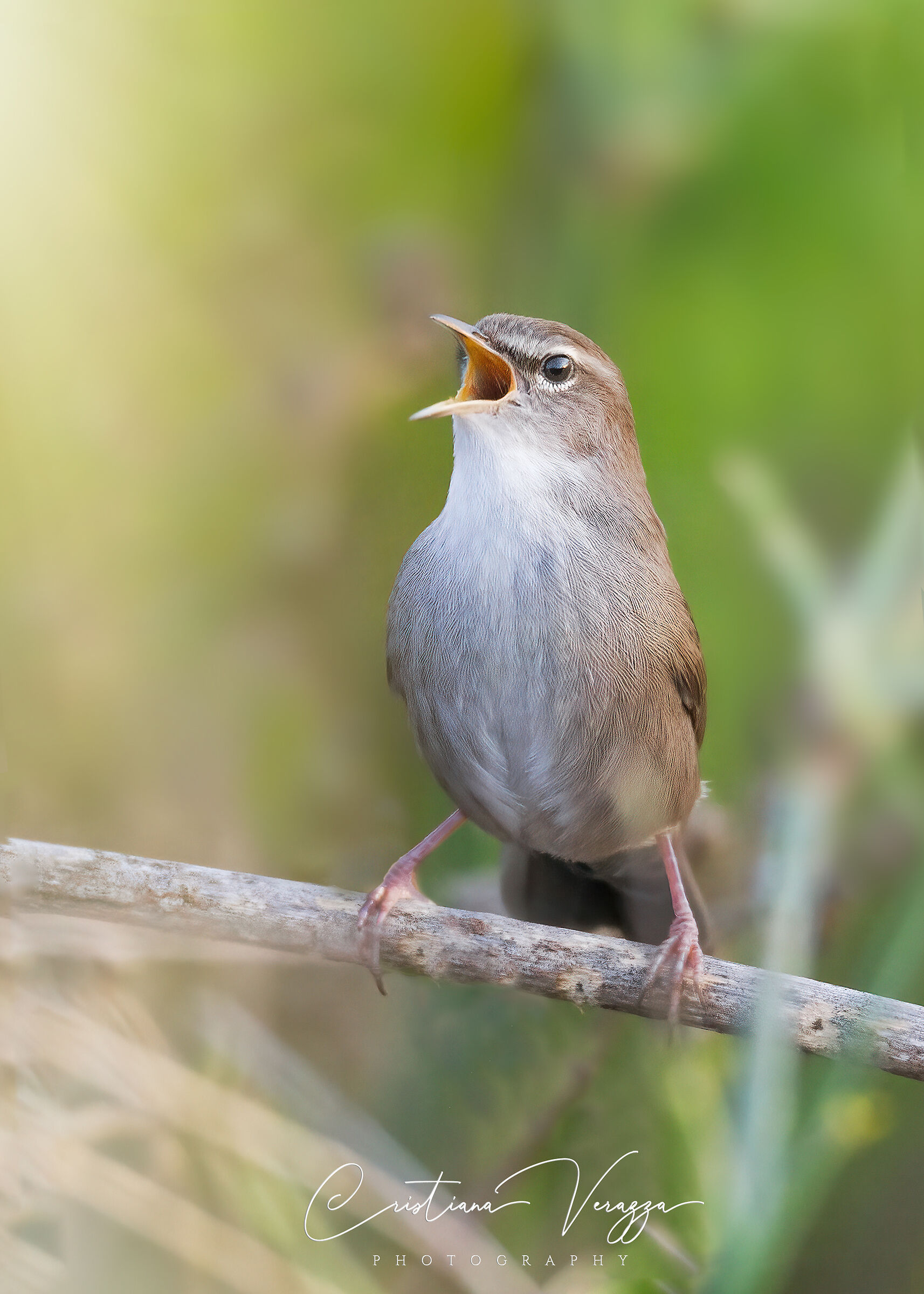 River Nightingale