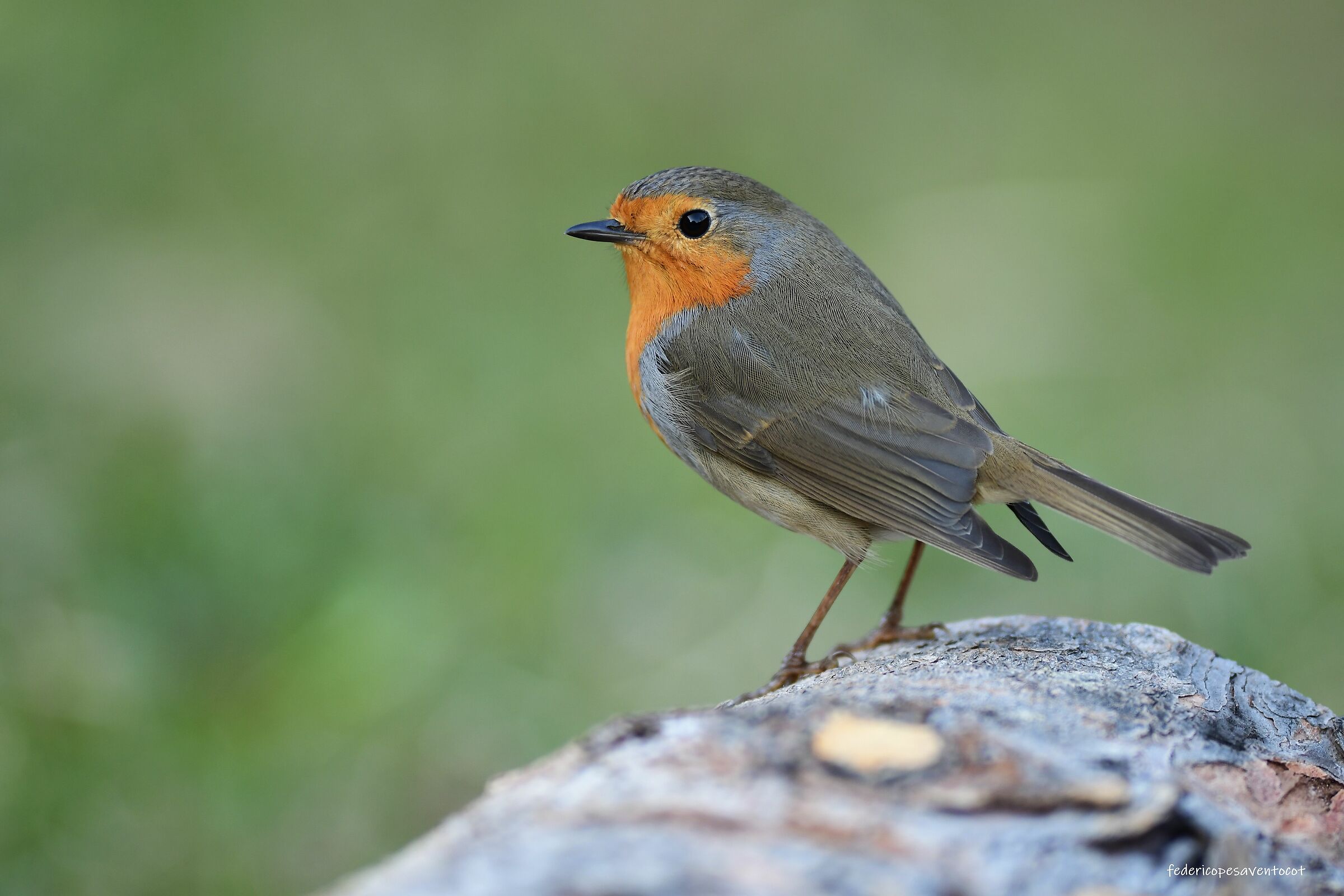 Robin