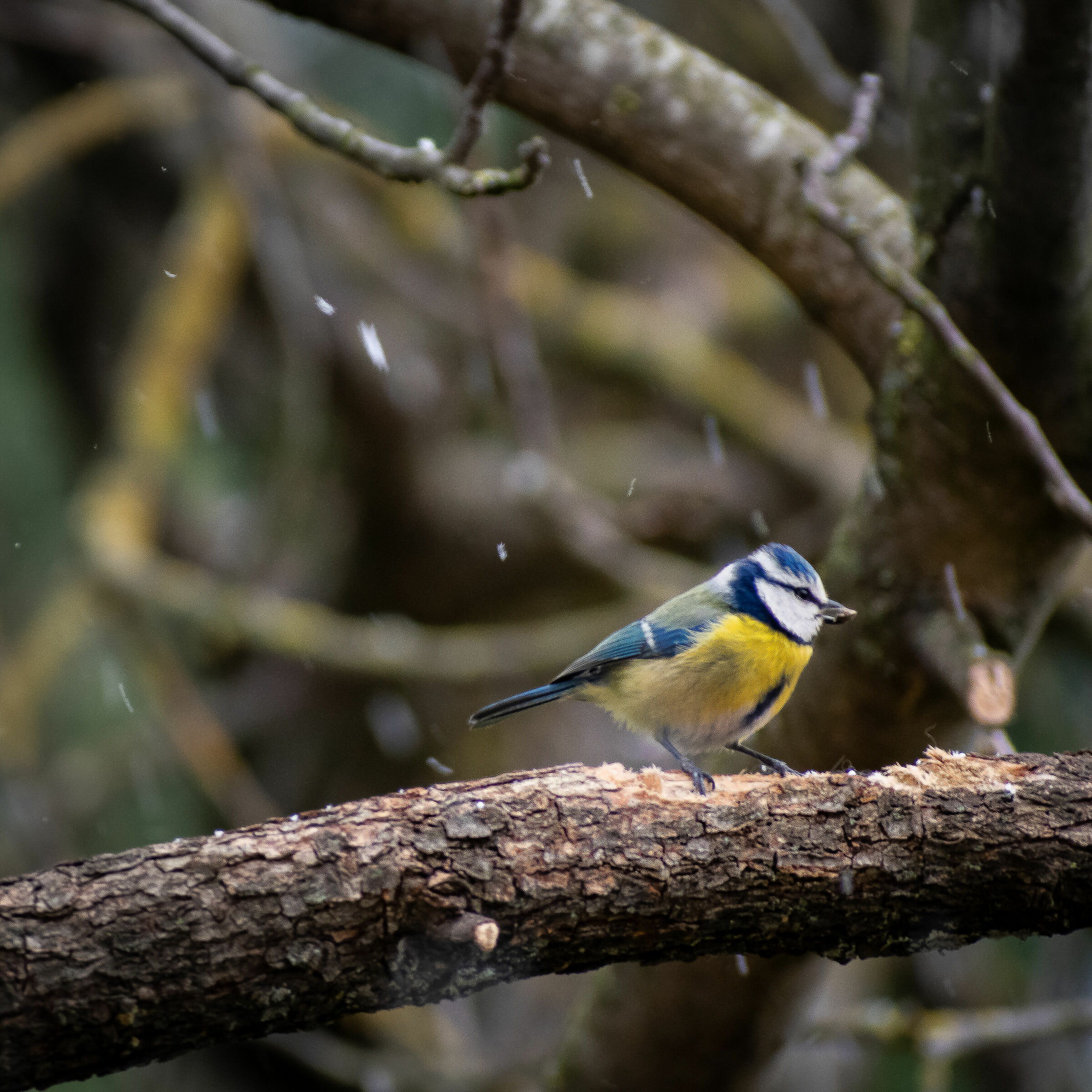 Cinciarella sotto la neve di primavera