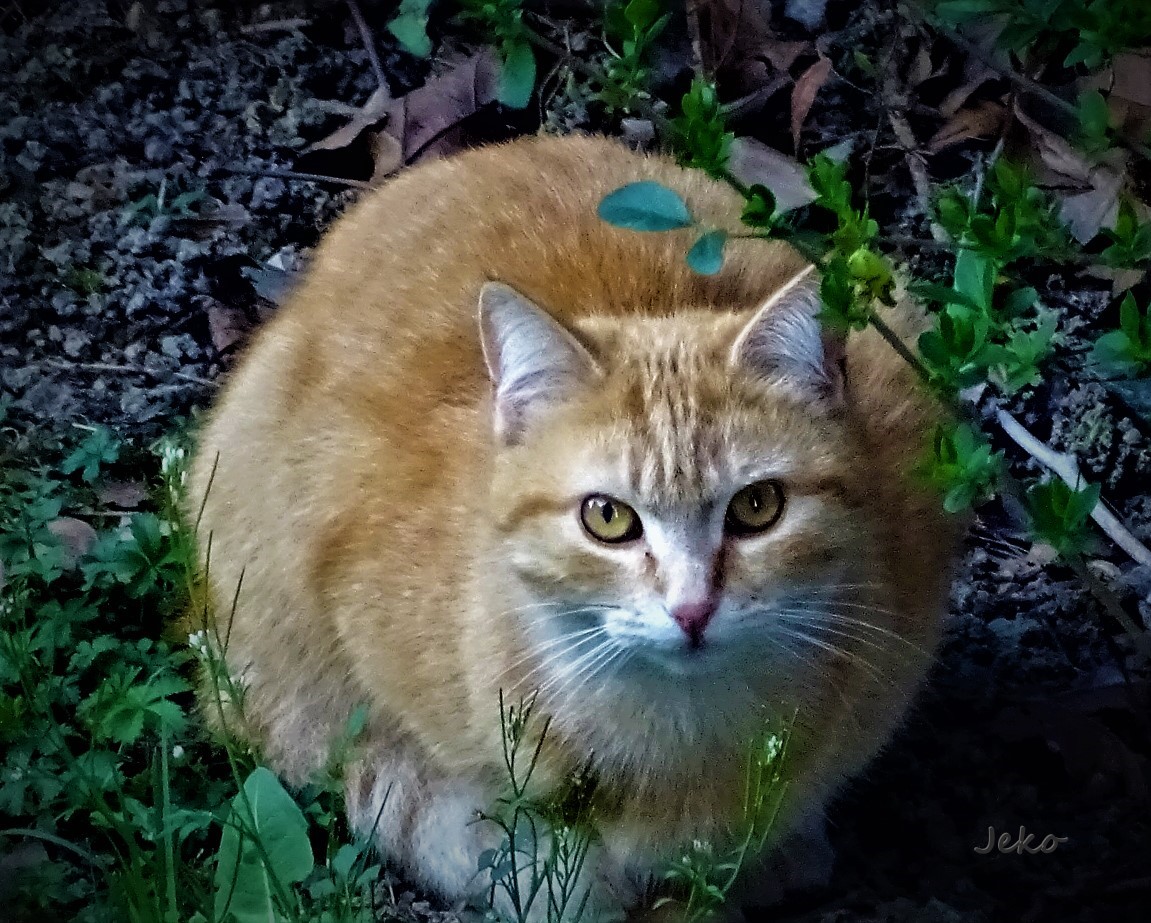 gatto curioso in giardino