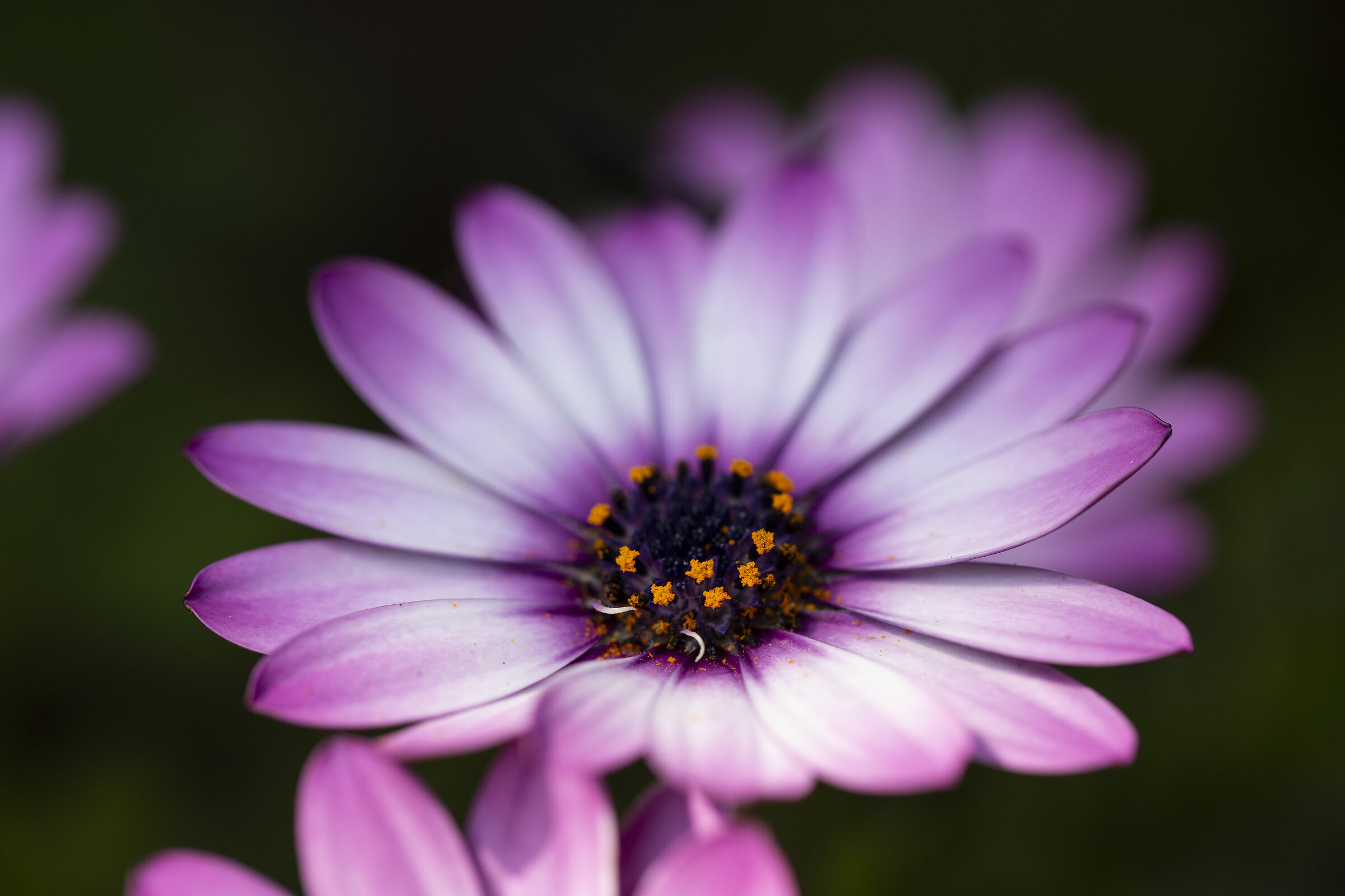 Pardossi in bloom 01