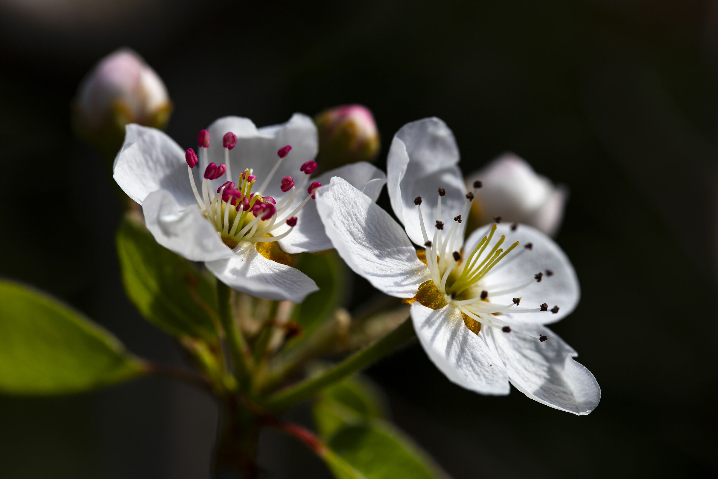 Pardossi in bloom 02