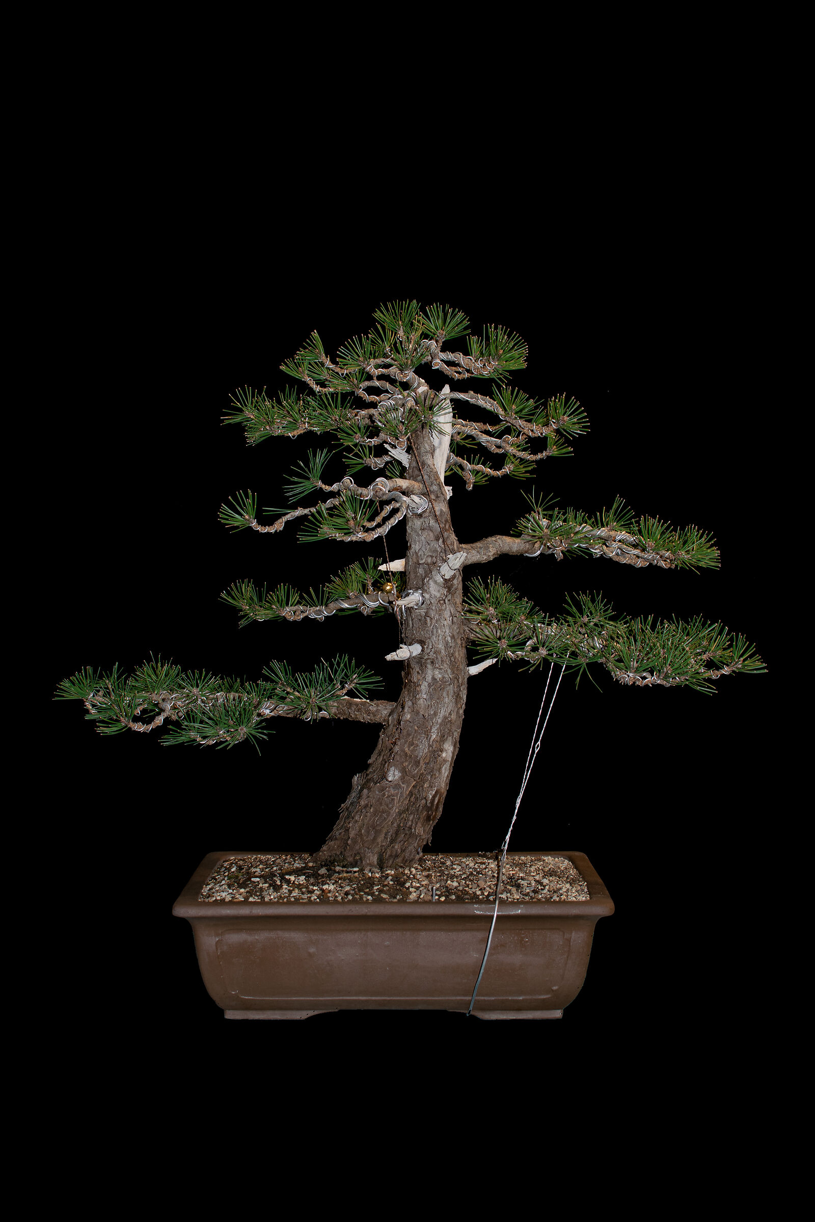 Bonsai Pino