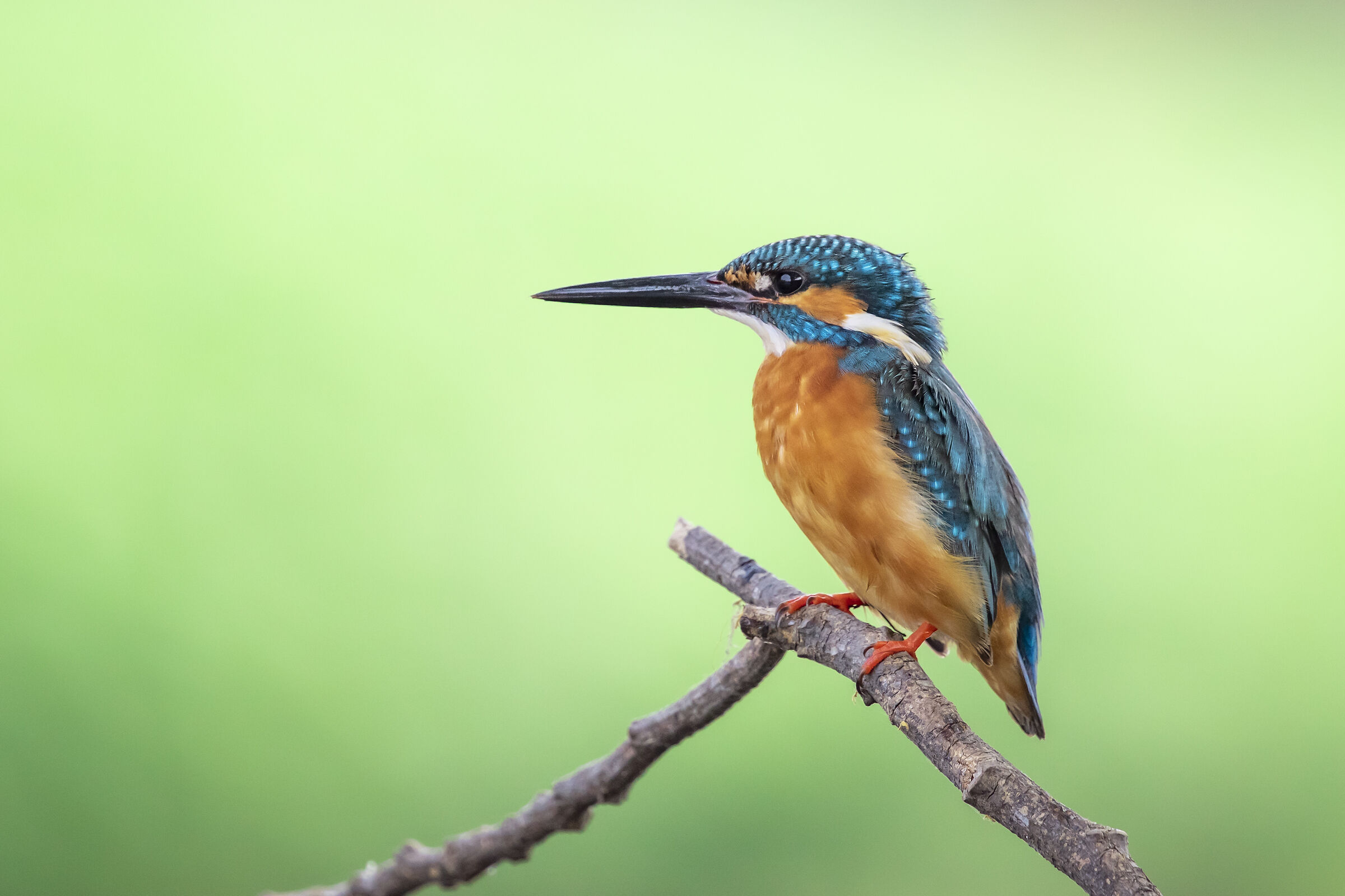 Immagine di martin pescatore comune (Alcedo atthis) arroccat...