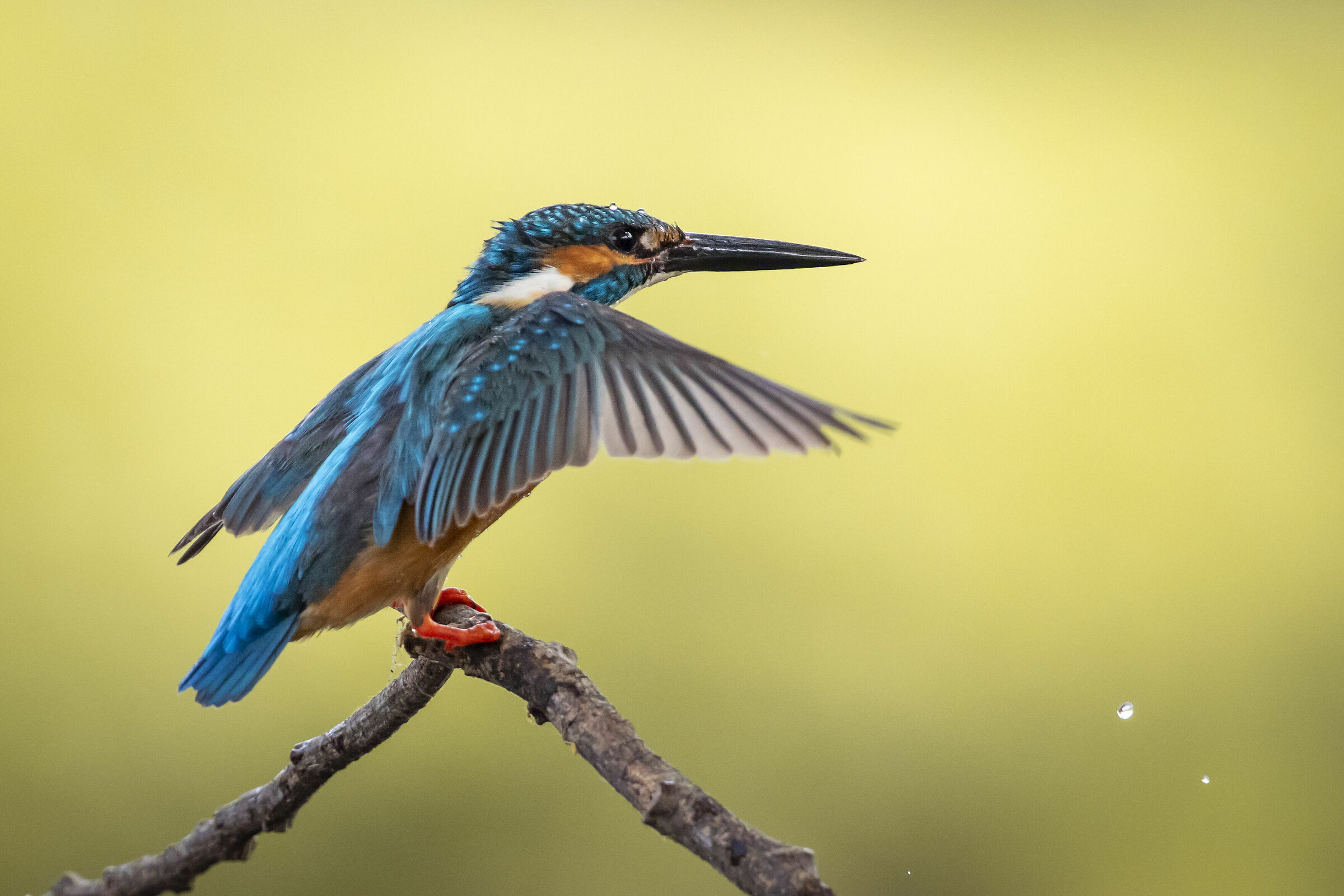Immagine di martin pescatore comune (Alcedo atthis) arroccat...