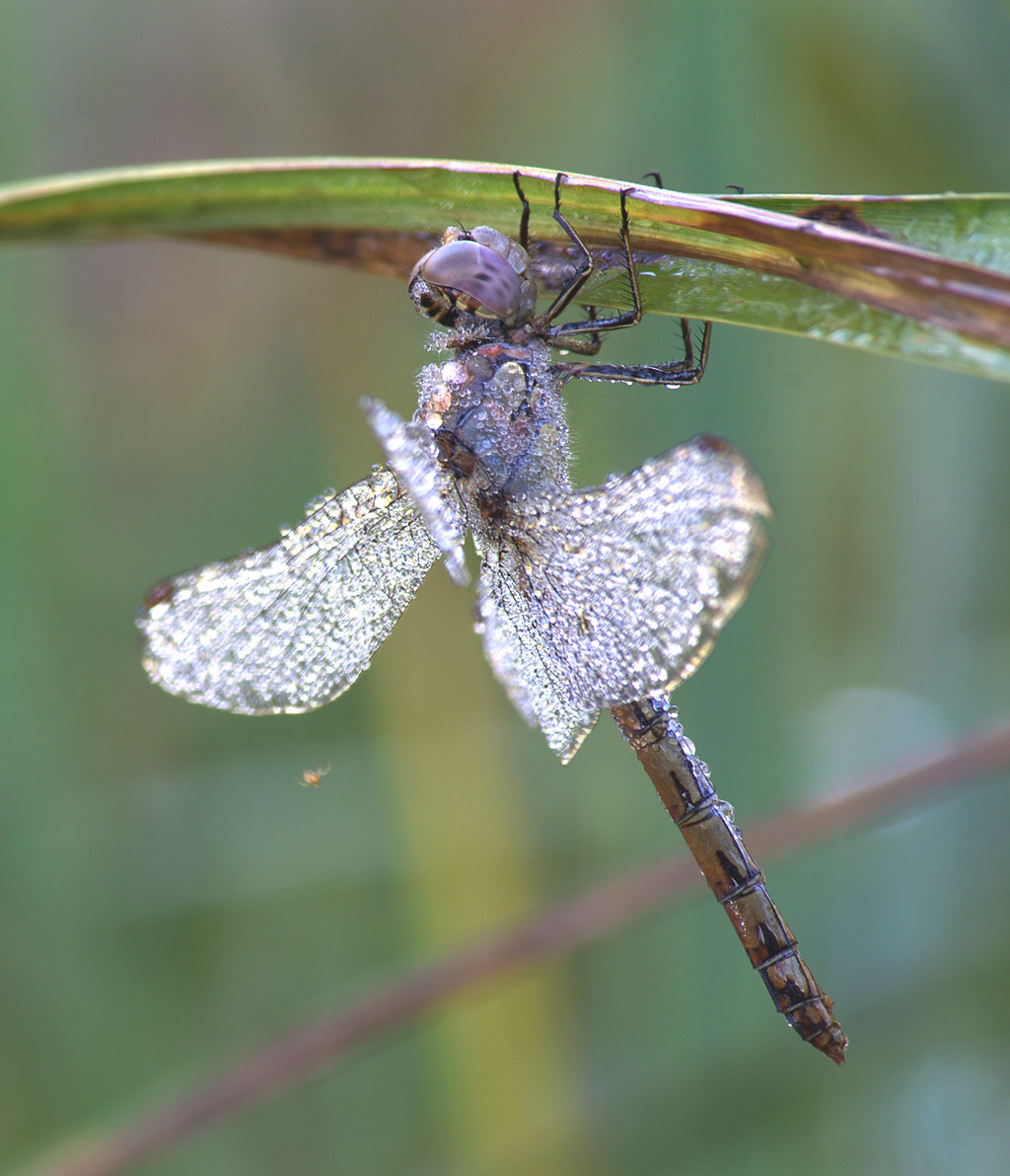 silver dragonfly
