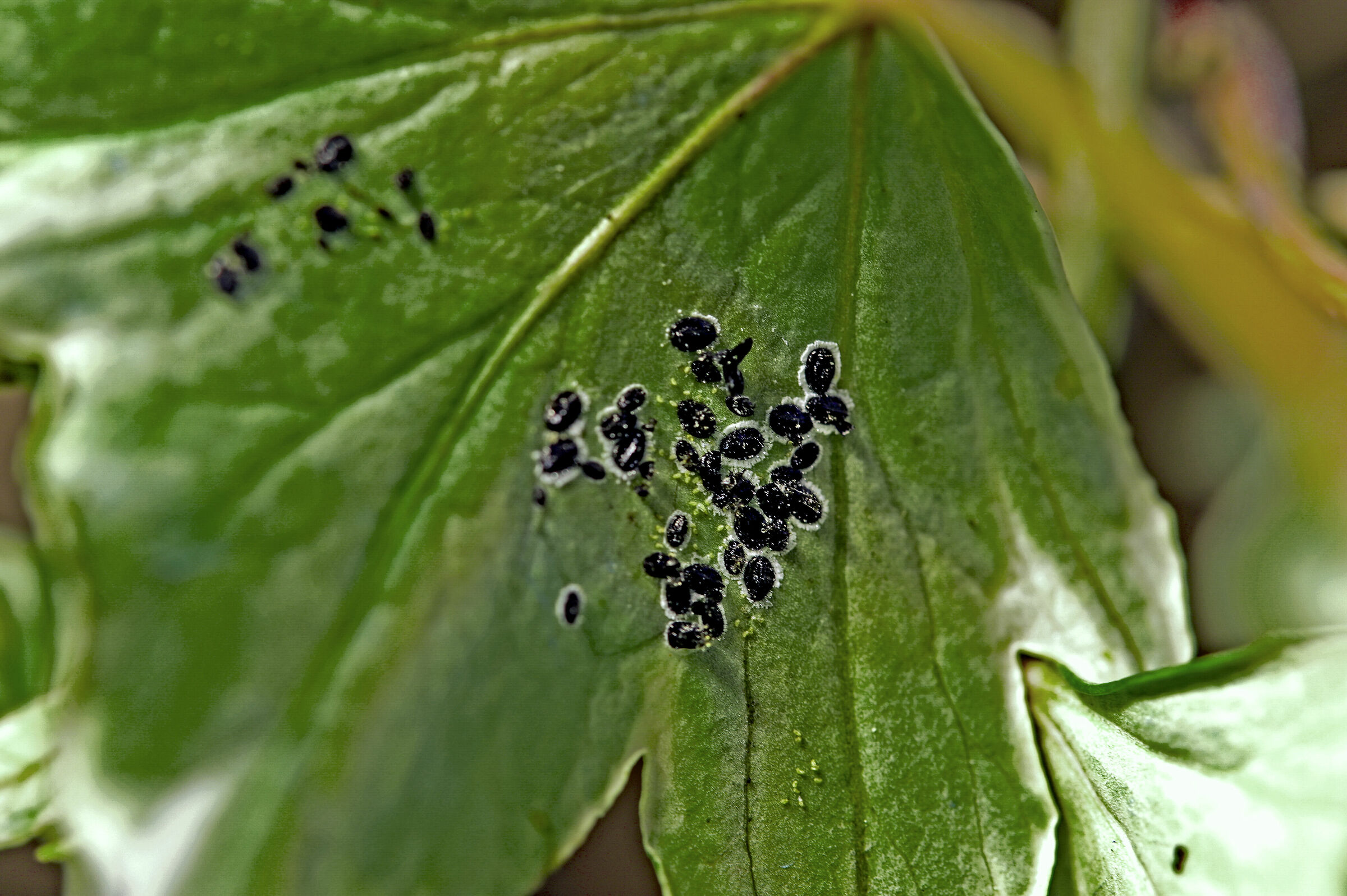 Acari su edera helix