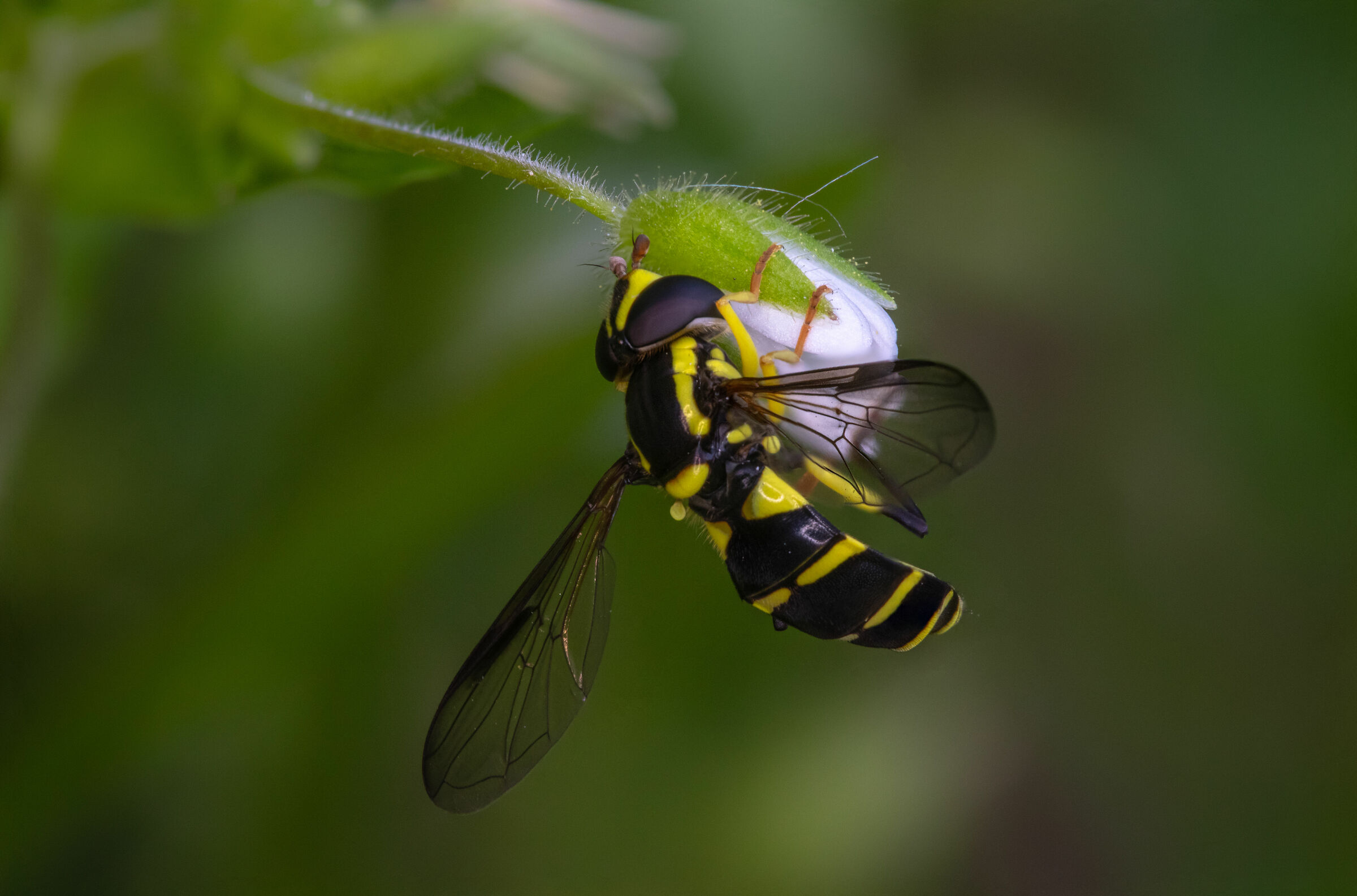 A camping wasp