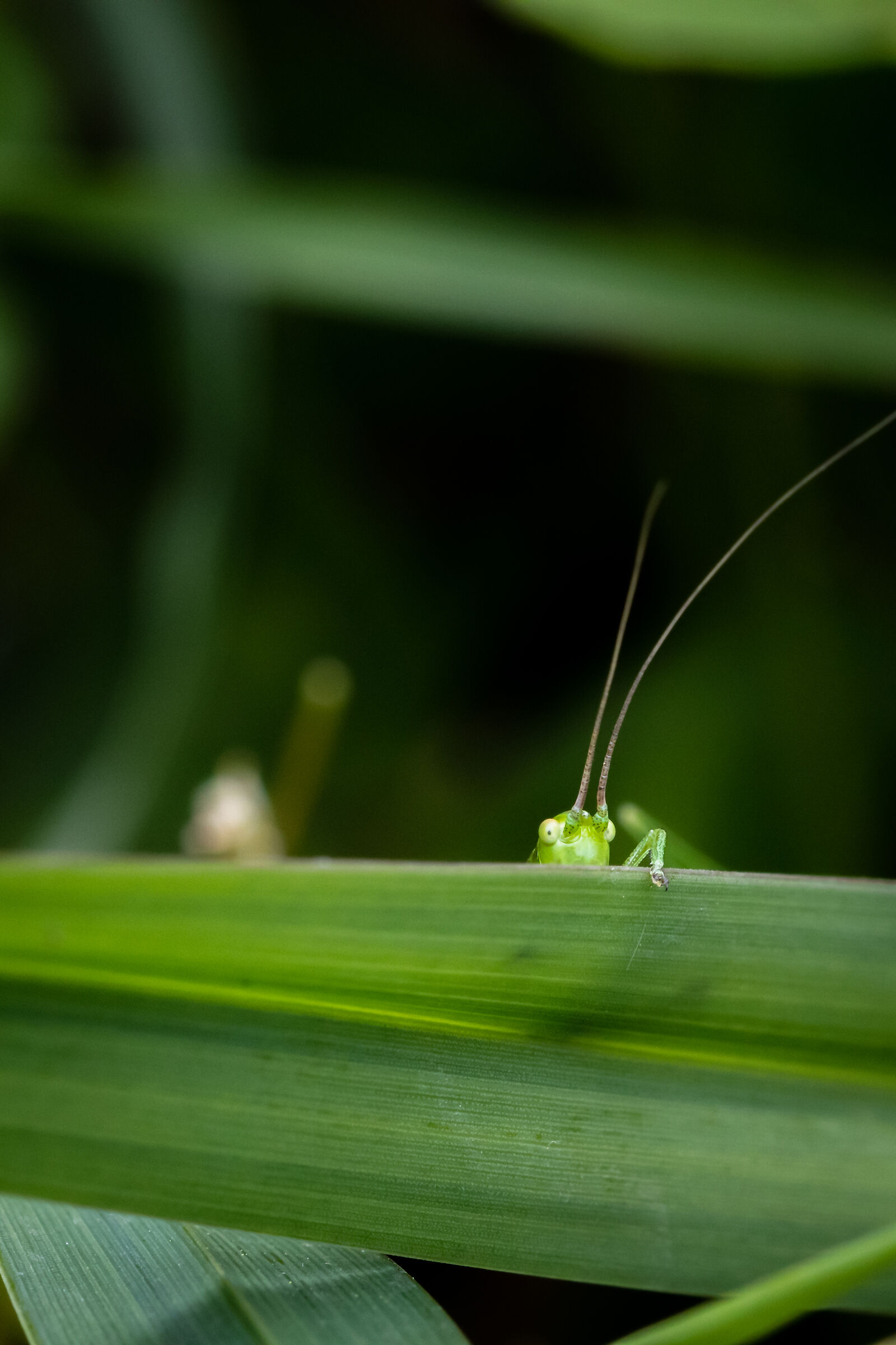 Is the quarantine over?