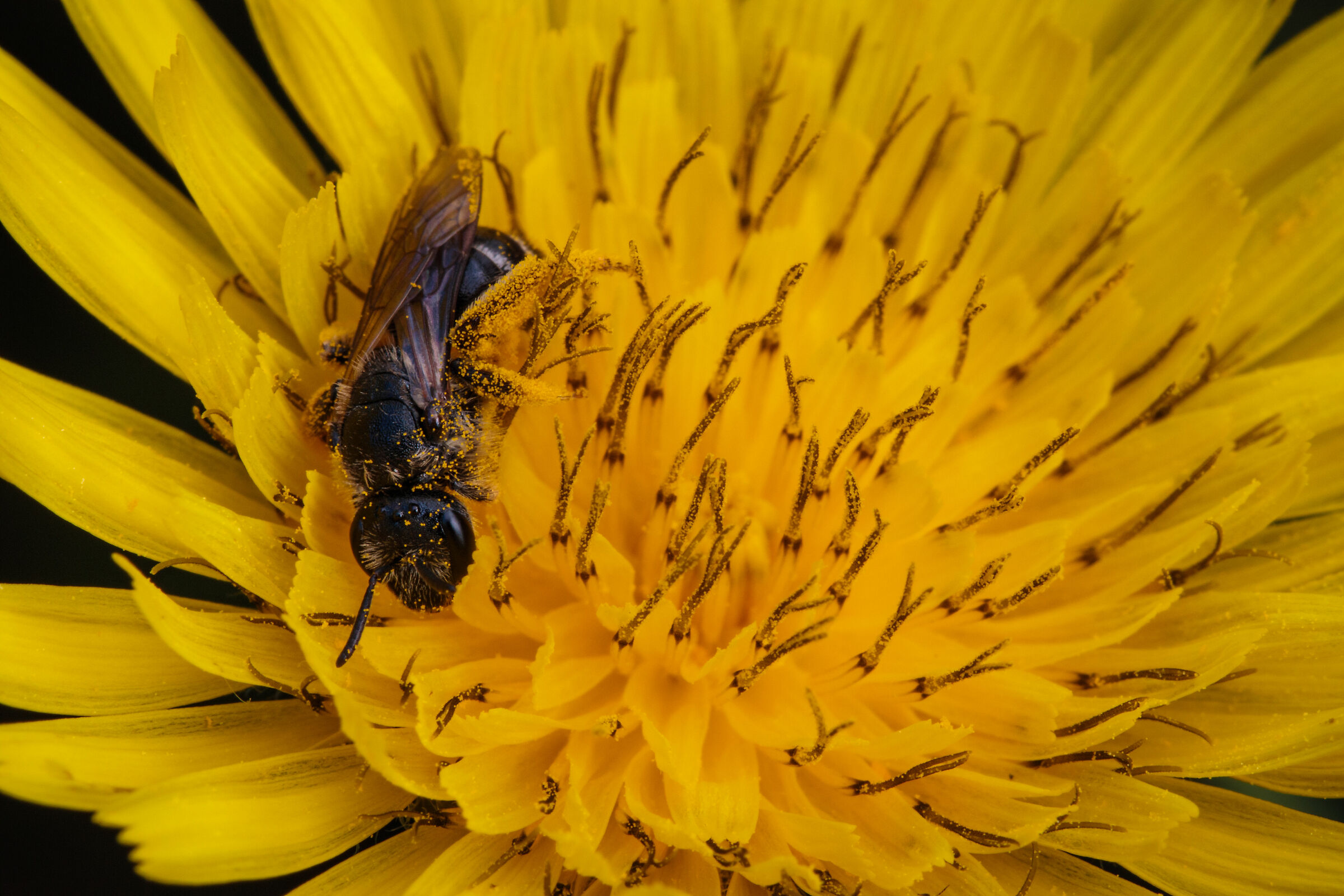 Pennichella after lunch!