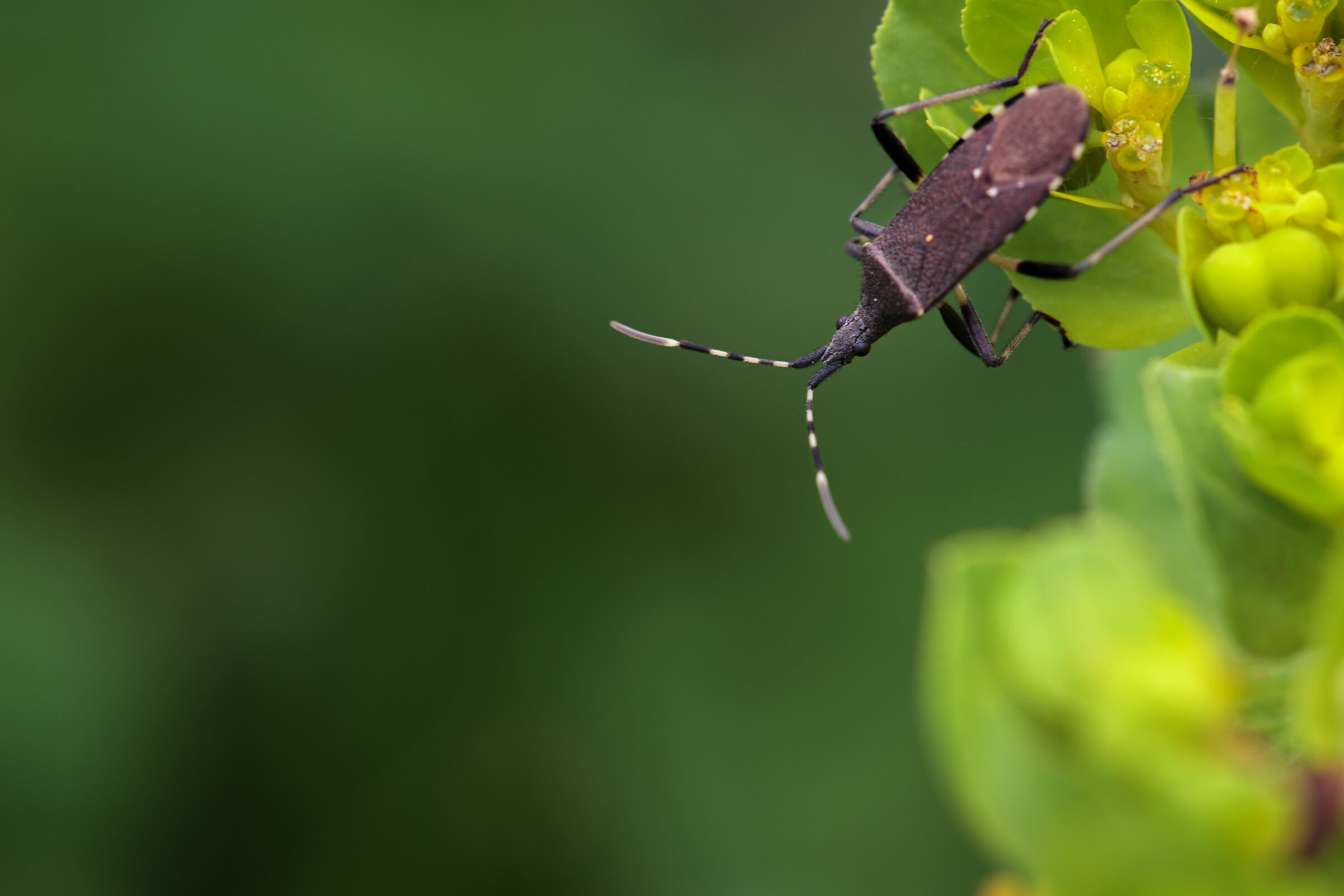 What insect is this?