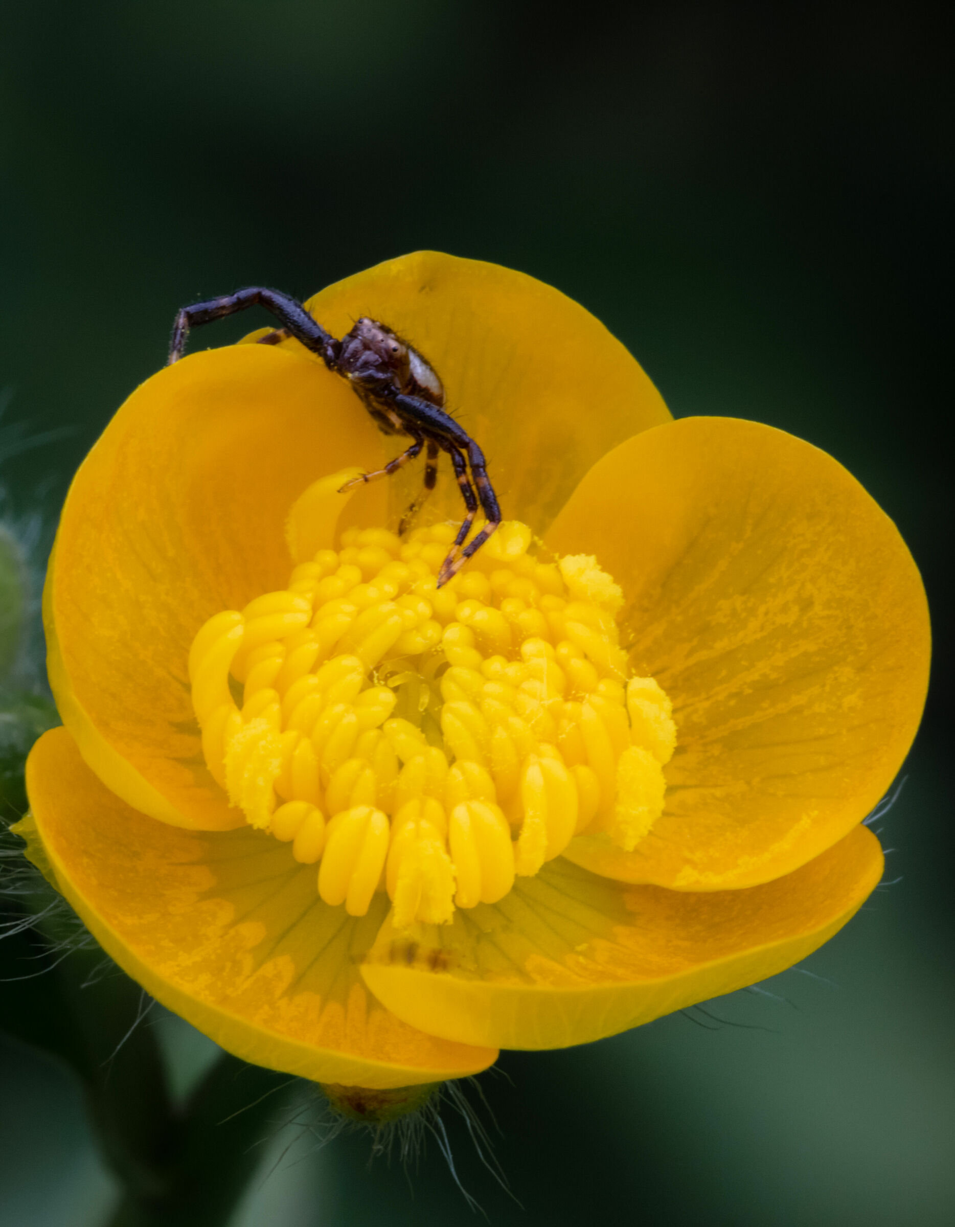 A small spider hides in a flower 1