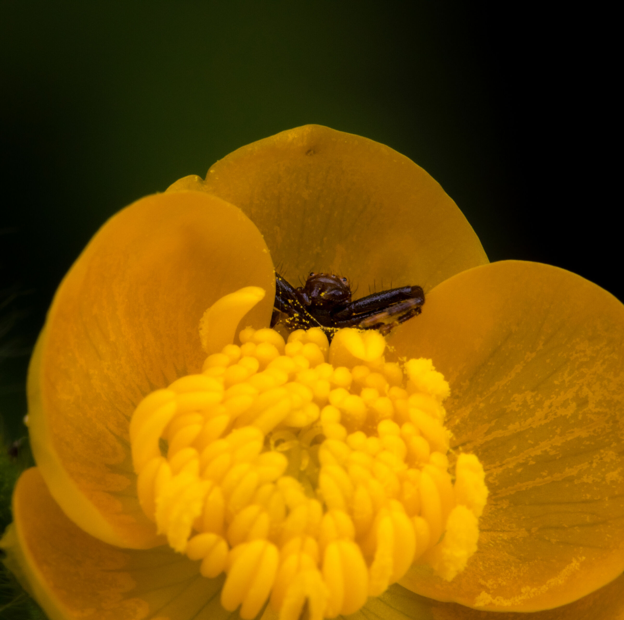 A small spider hides in a flower 2