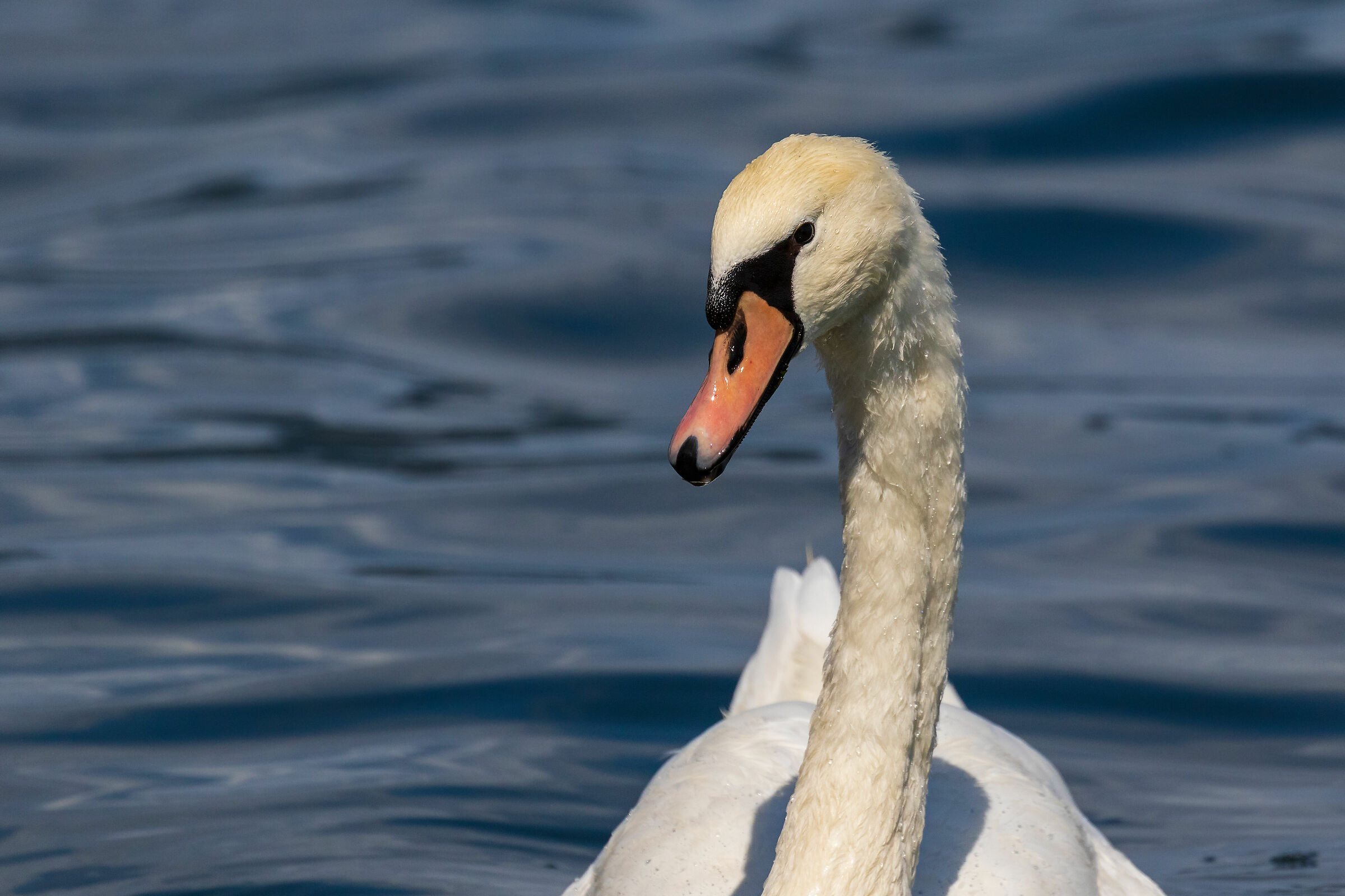 Royal Swan (Cygnus olor)