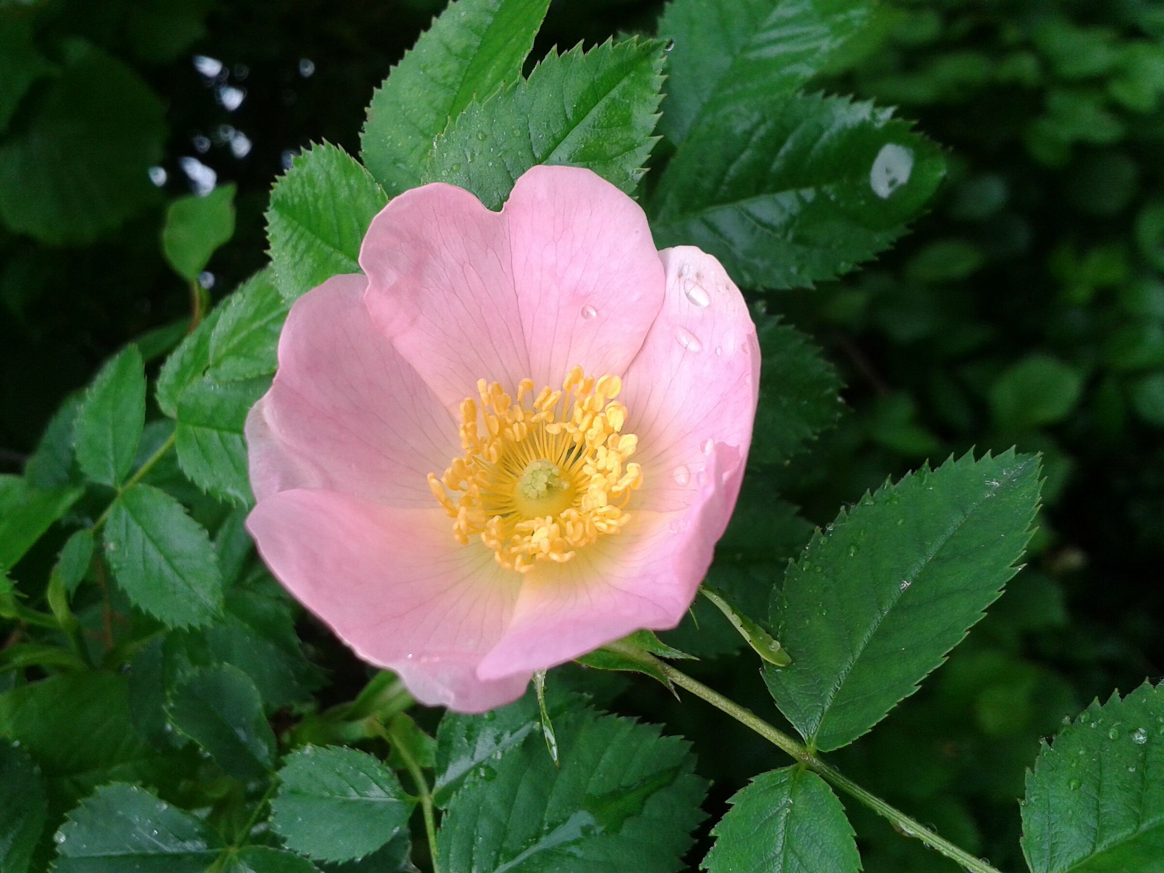 Wild rose