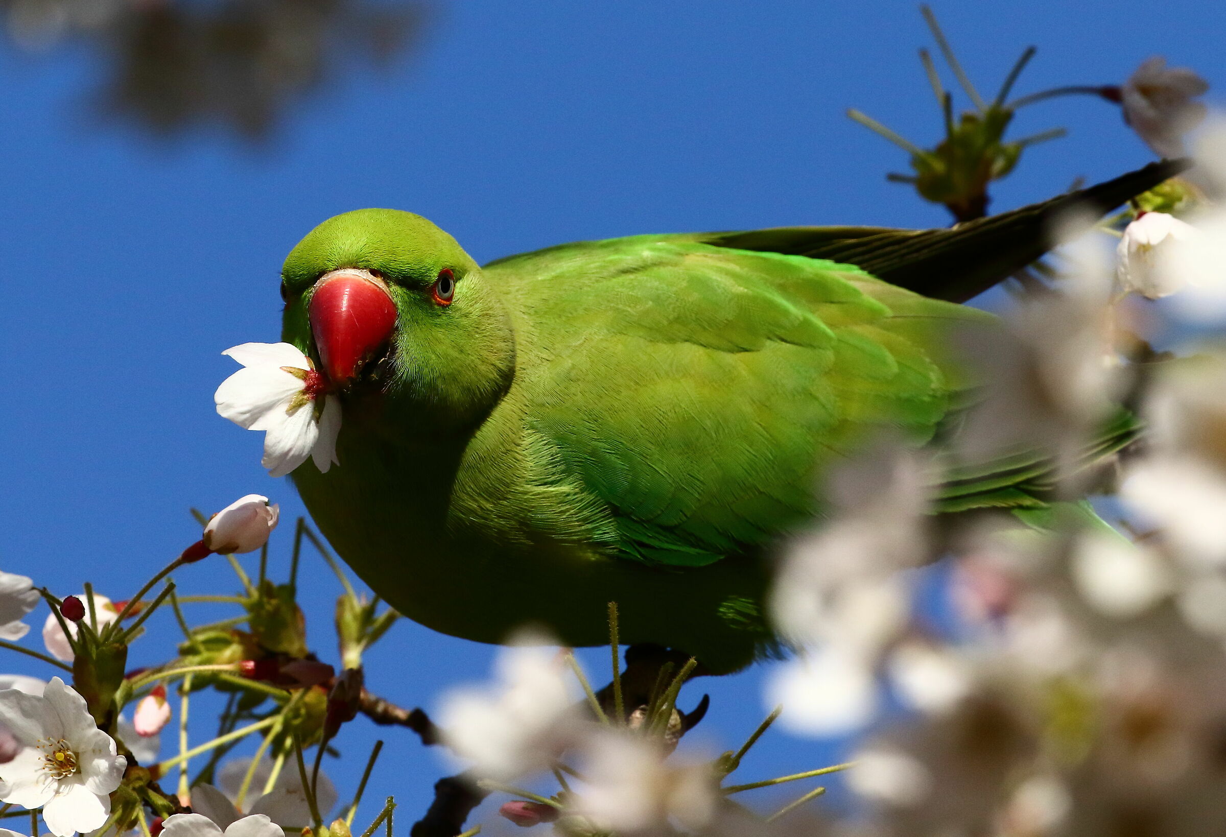 I'll offer you a flower