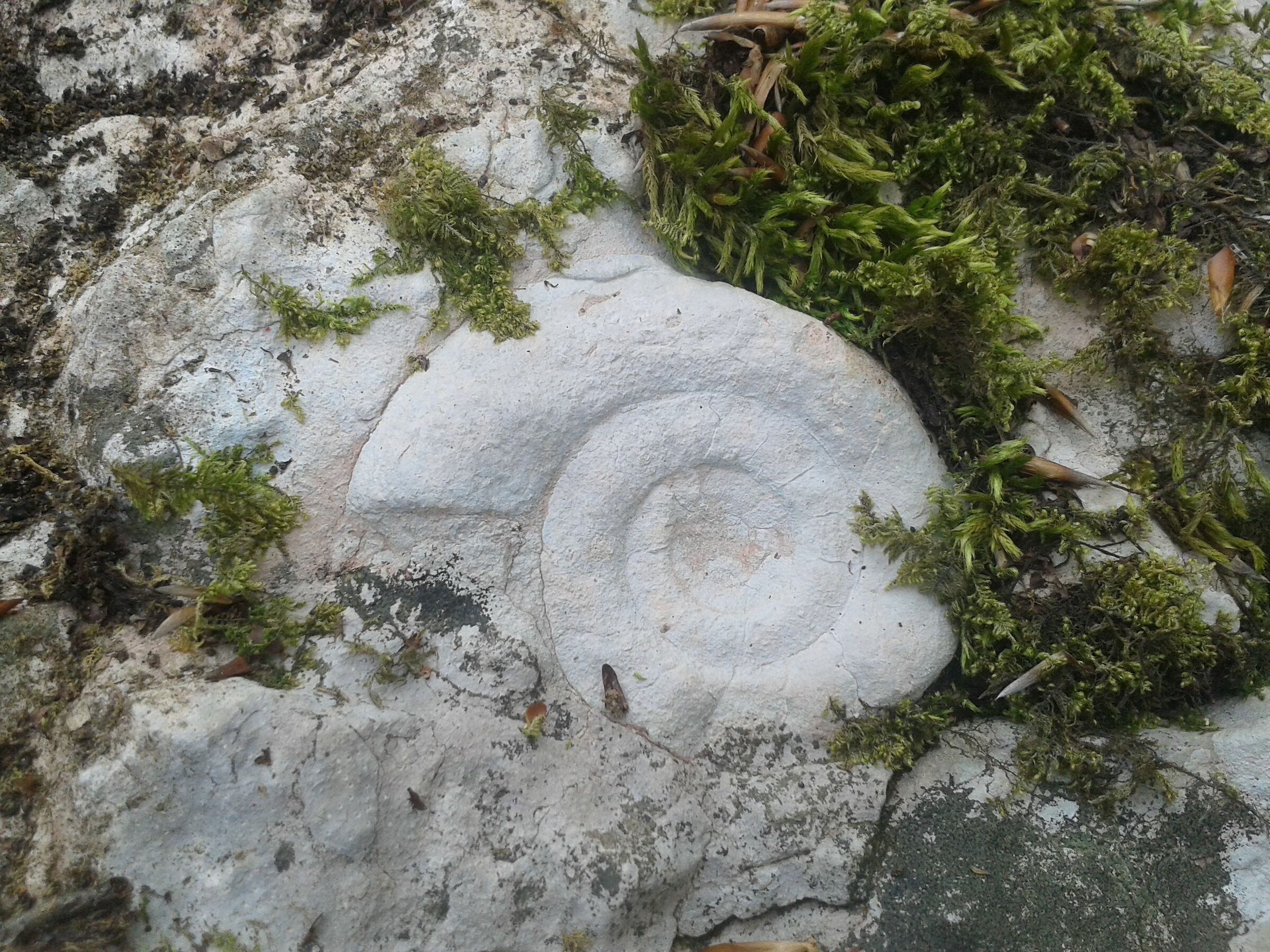 Ammonite in the woods, Comano Terme
