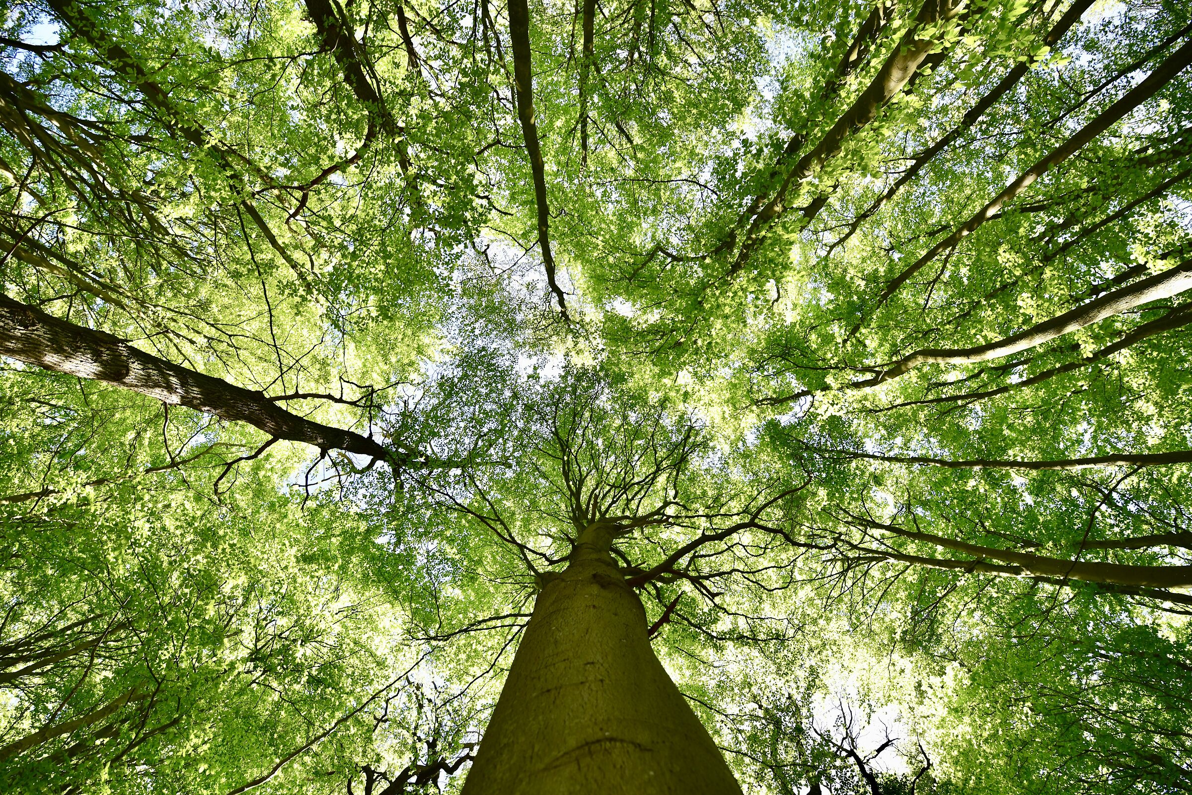 Albero