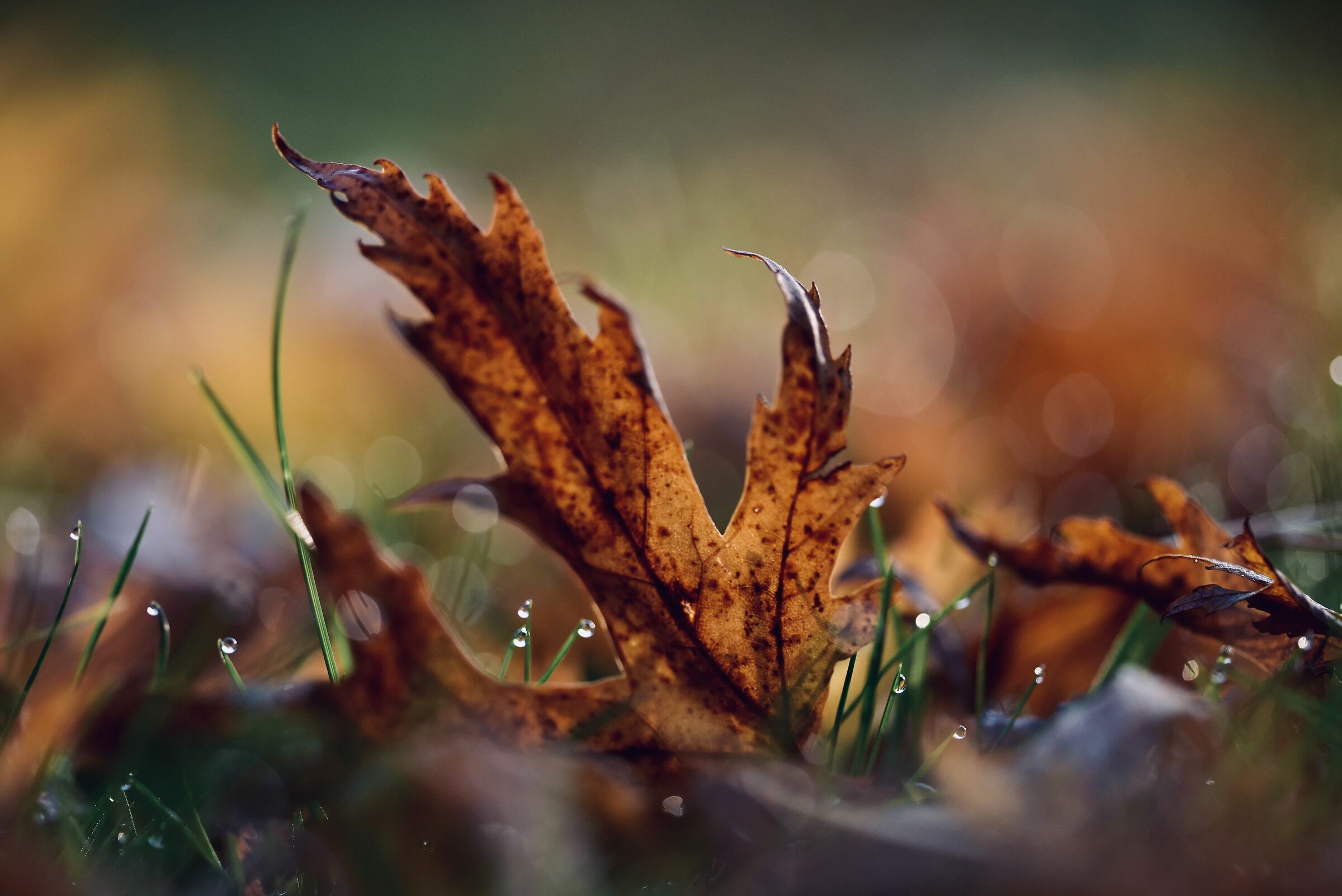 autunno è arrivato