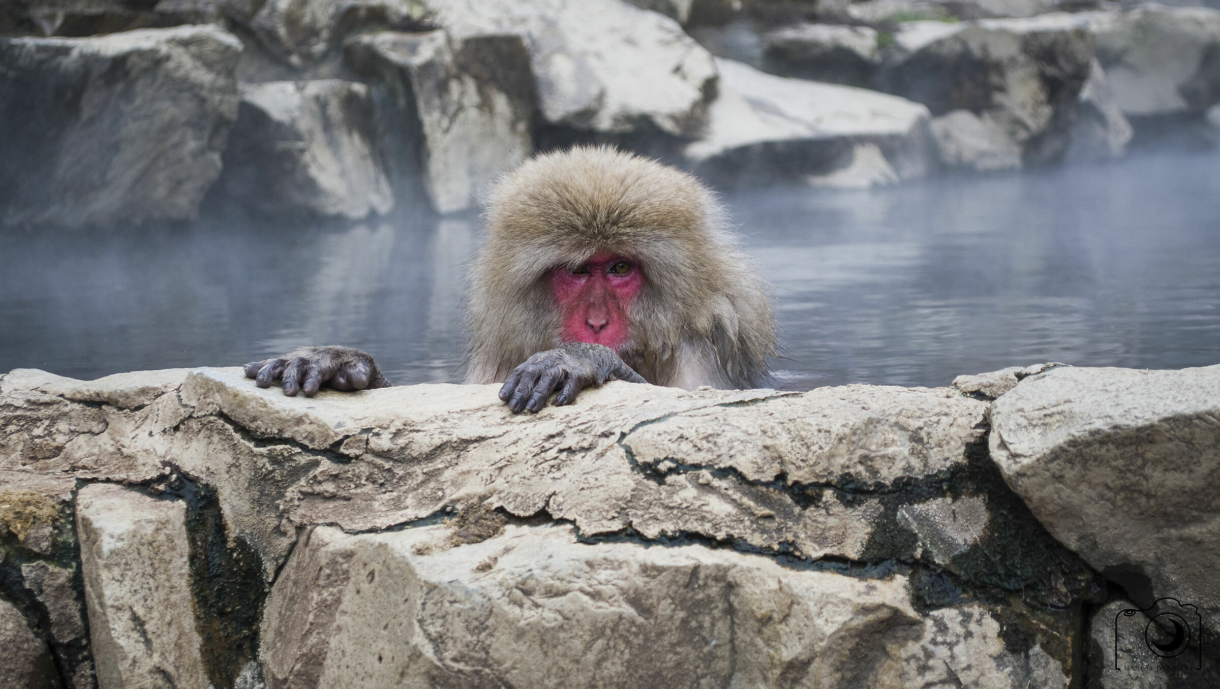 Macaco del Giappone (Macaca fuscata)