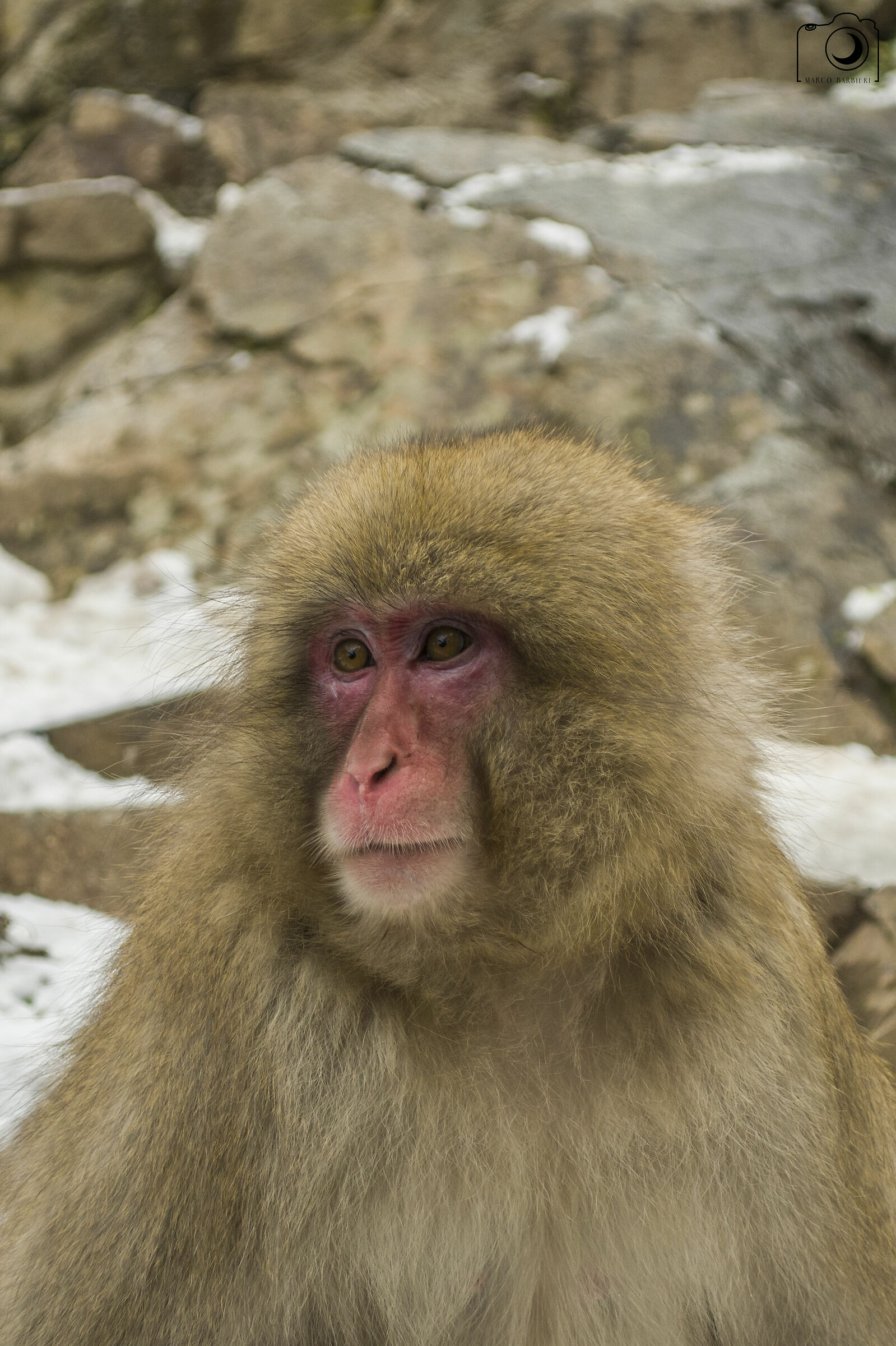 ritratto Macaco del Giappone (Macaca fuscata)
