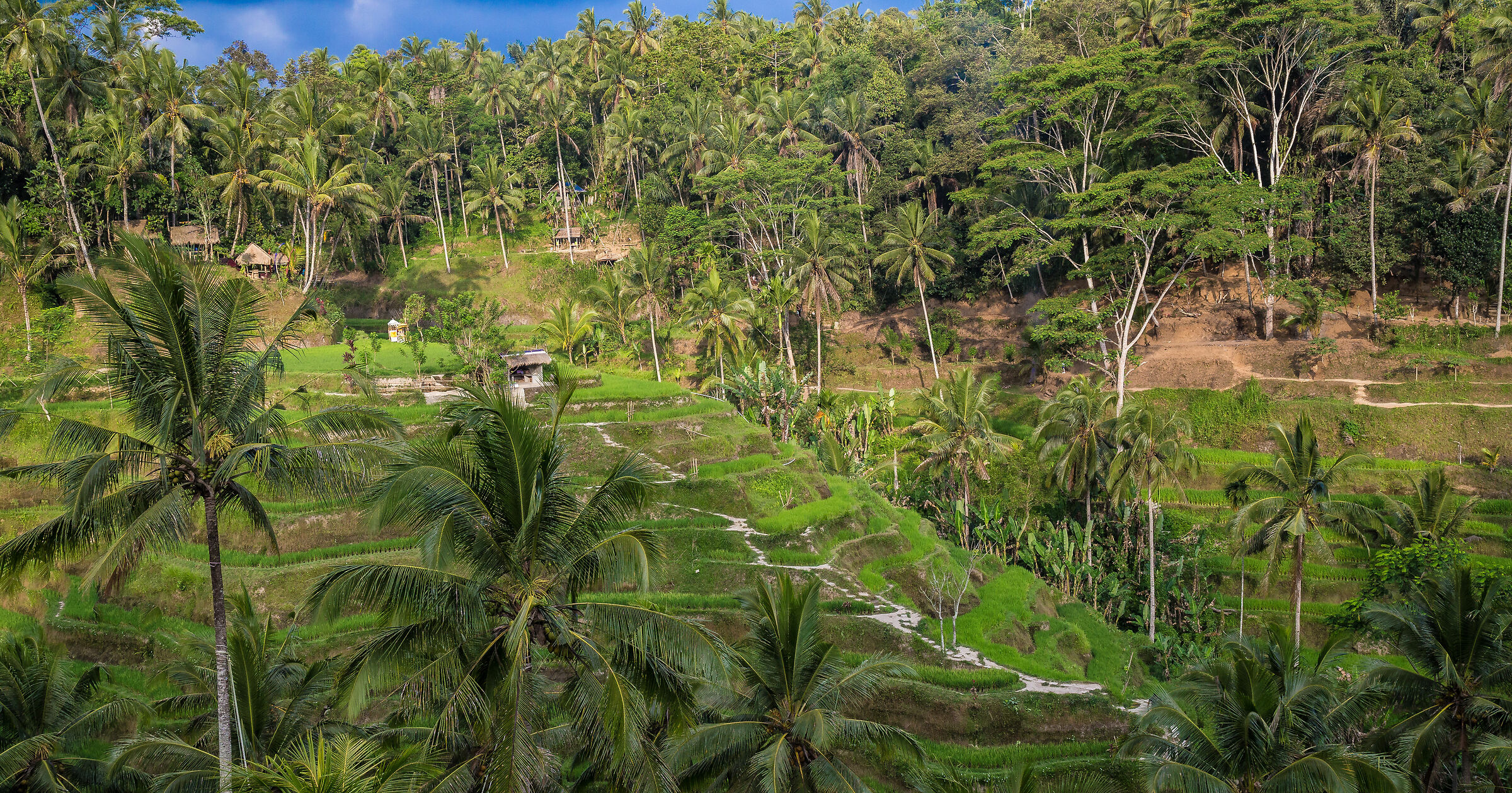 Rice forest, New Hampshire