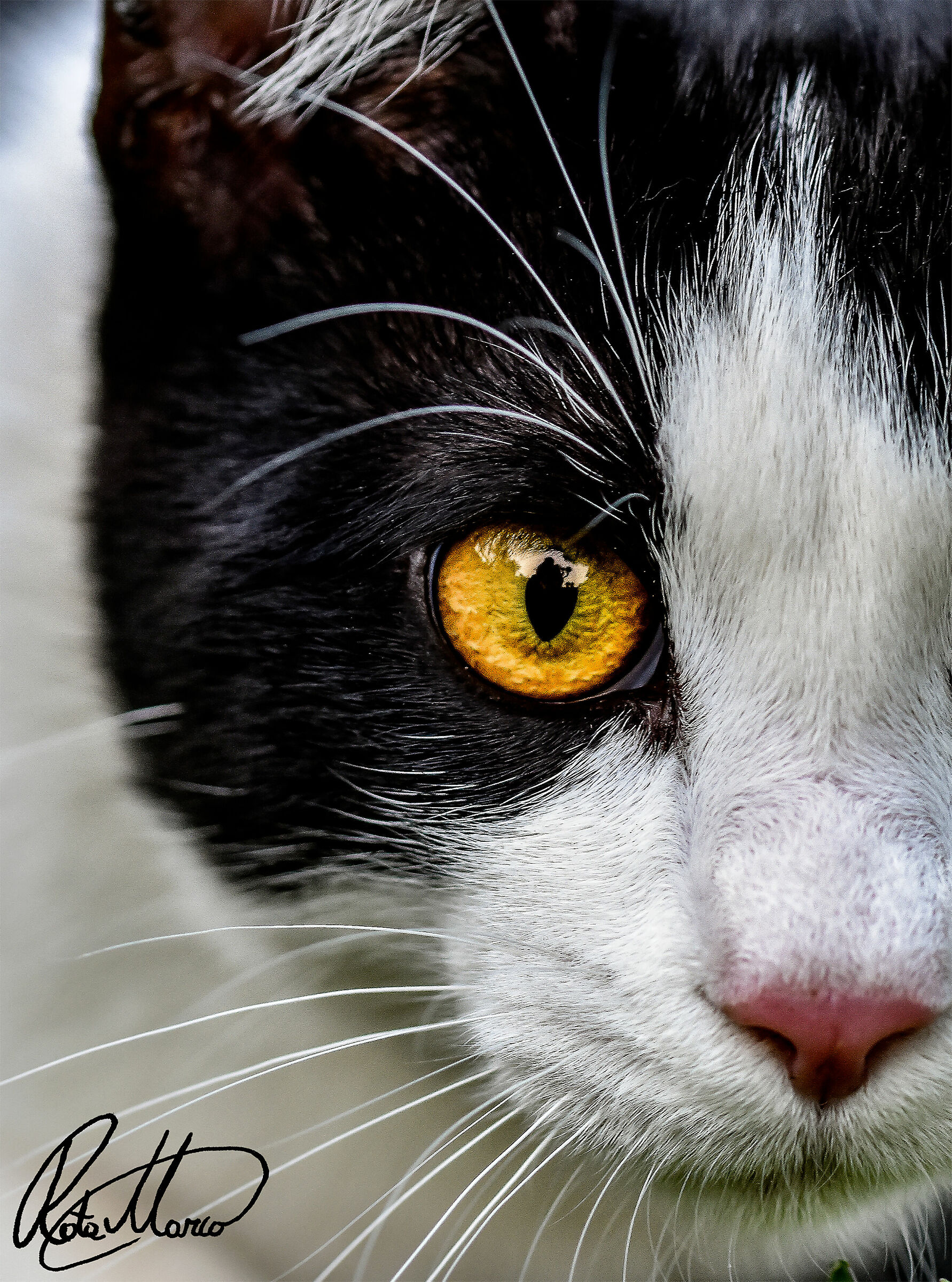 #iofotografodacasa 2