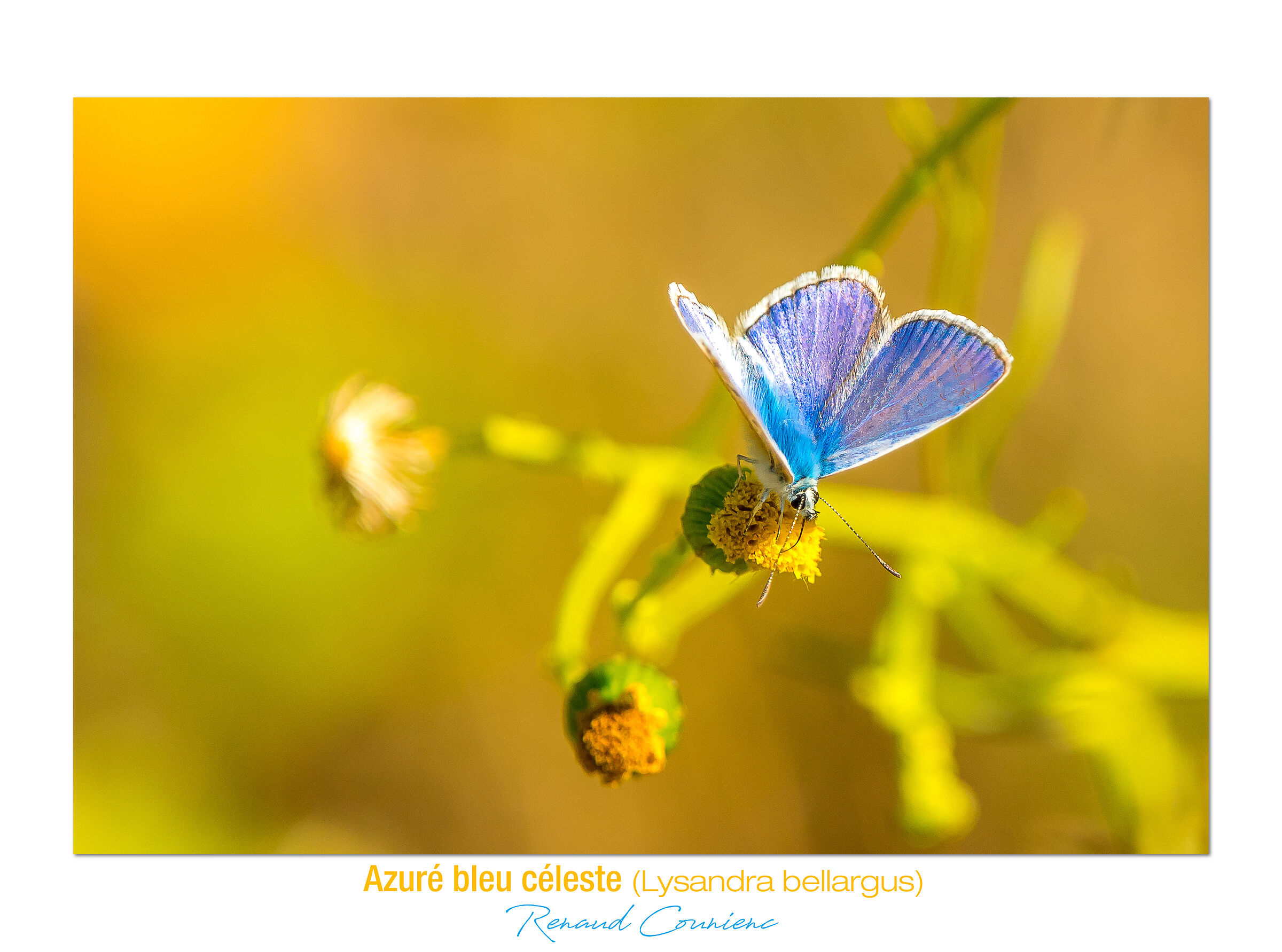 Azuré bleu céleste