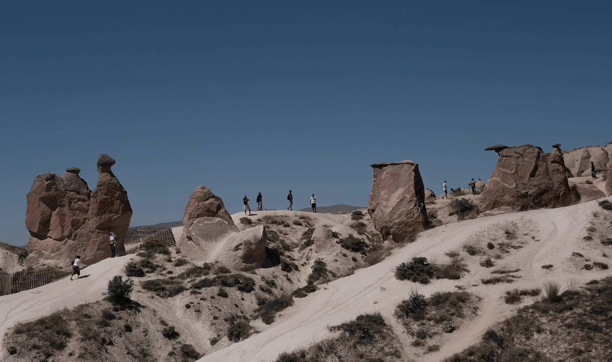 Can you see a Camel?