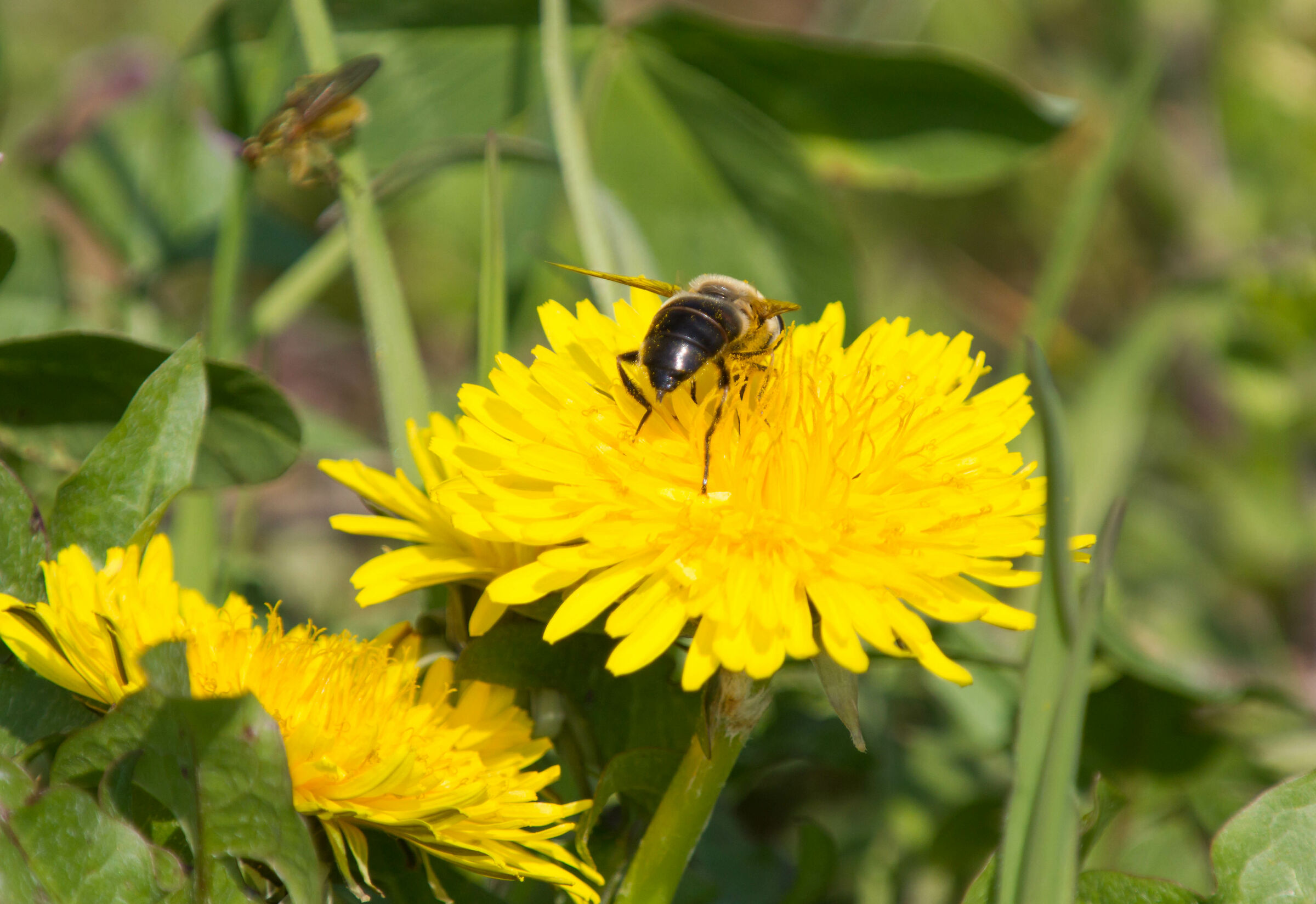 Ancora con doppio duplicatore due per