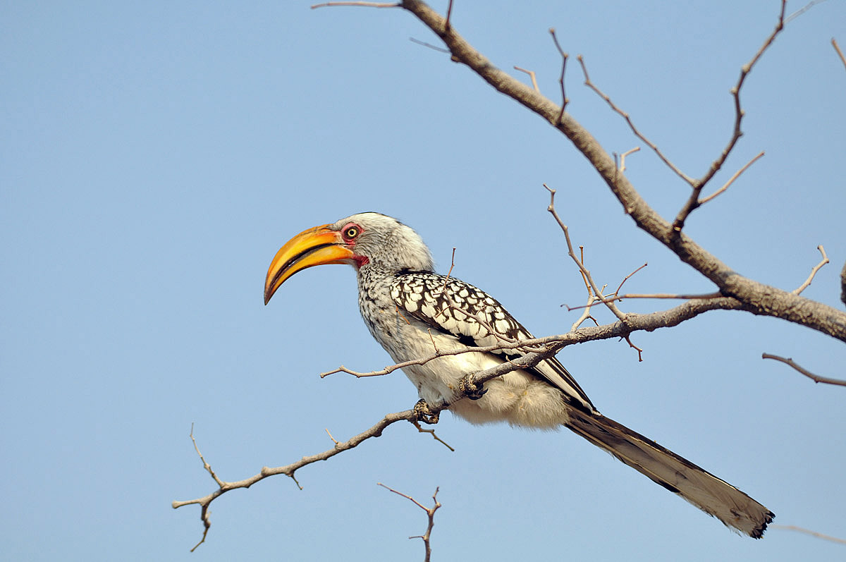Yellow billed Hornbill