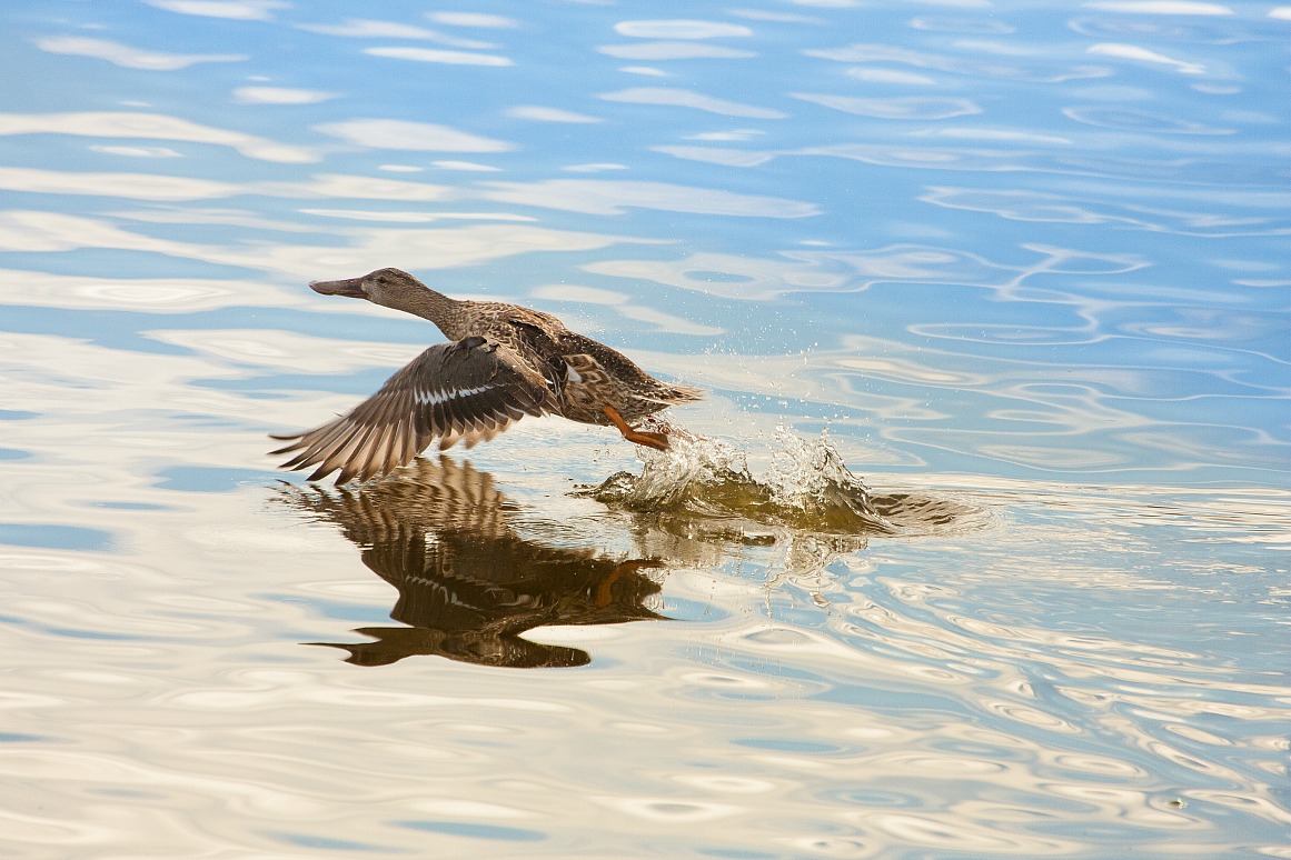 Anas clypeata (Shoveler, female)