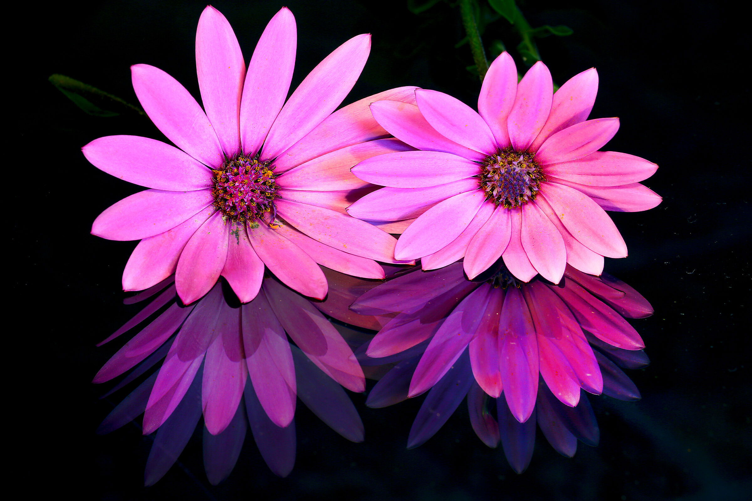 Osteospermum Ecklonis